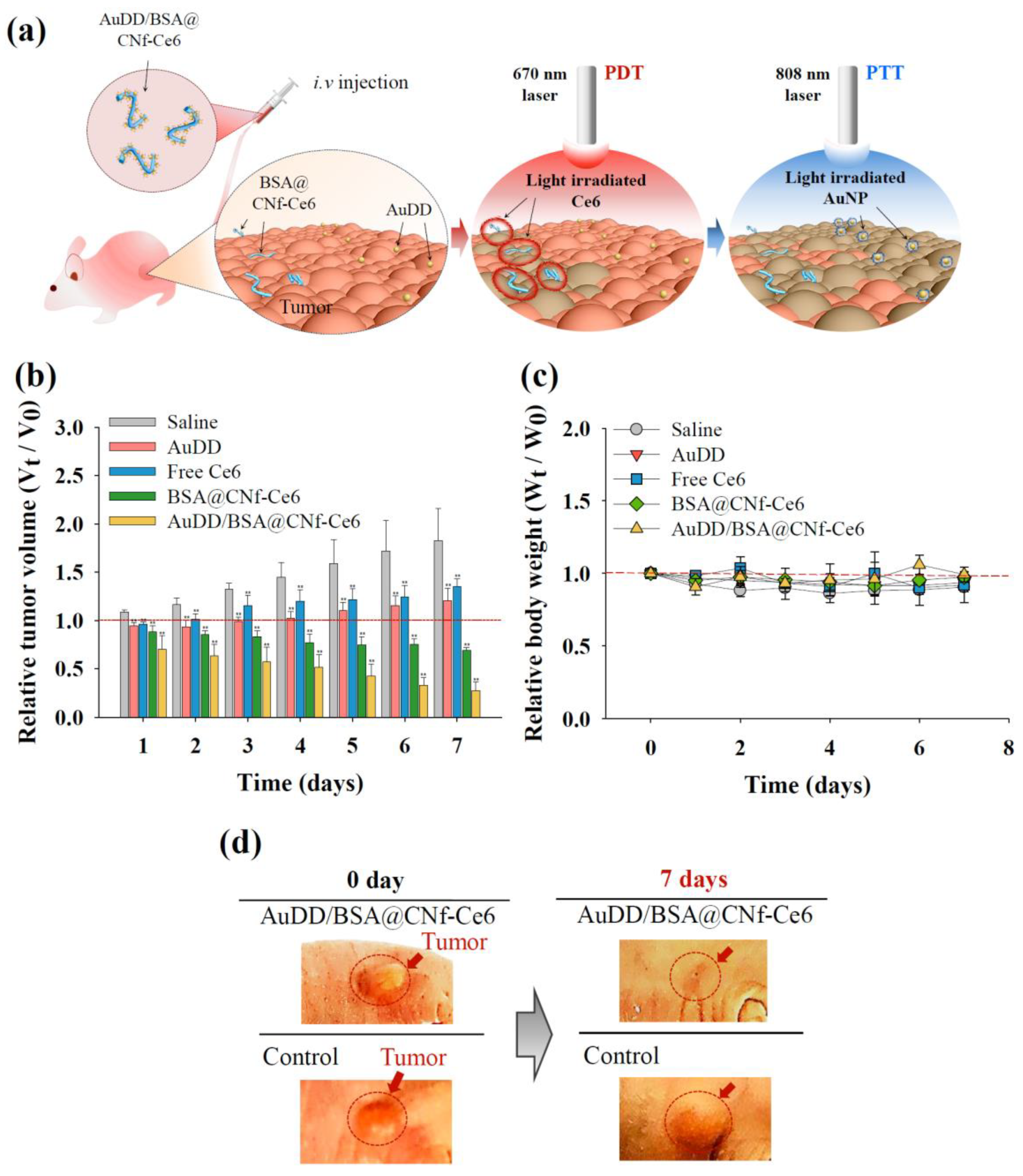Pharmaceutics 11 00258 g011