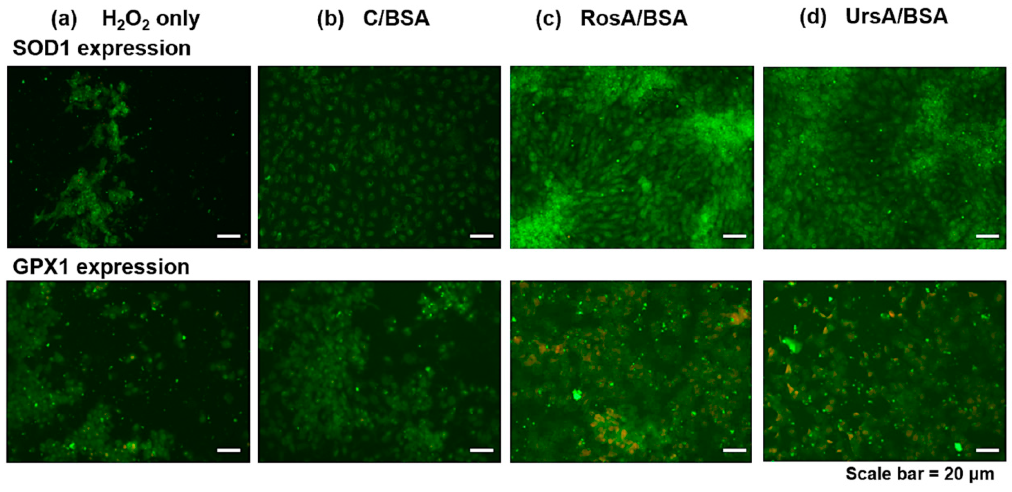 Pharmaceutics 11 00297 g009