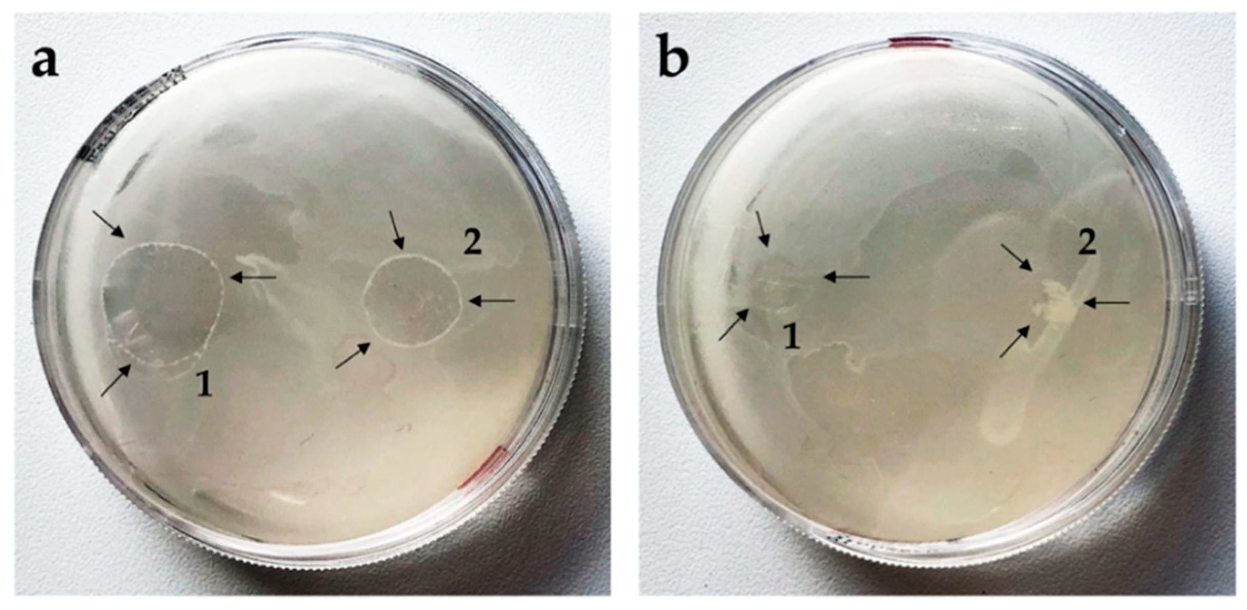Pharmaceutics 11 00307 g005 Pharmaceutics 11 00307 g005