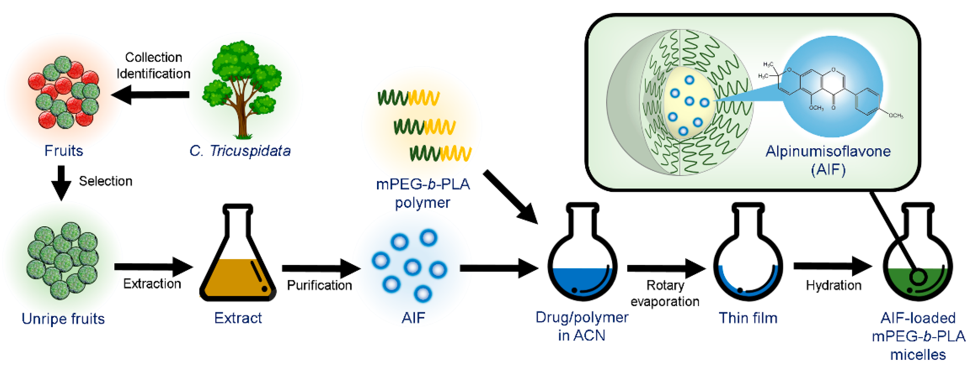 Pharmaceutics 11 00366 g002