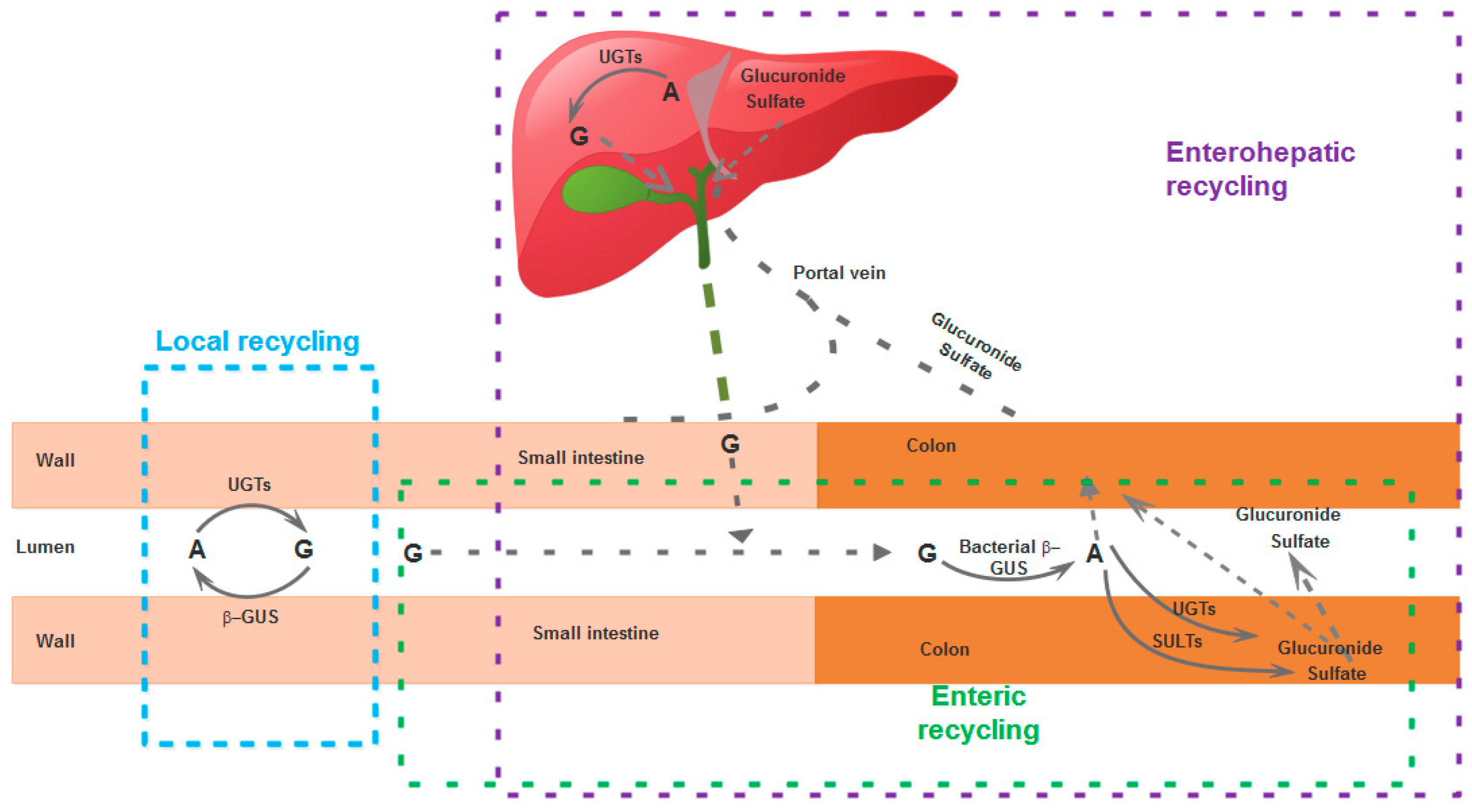 Pharmaceutics 11 00370 g003