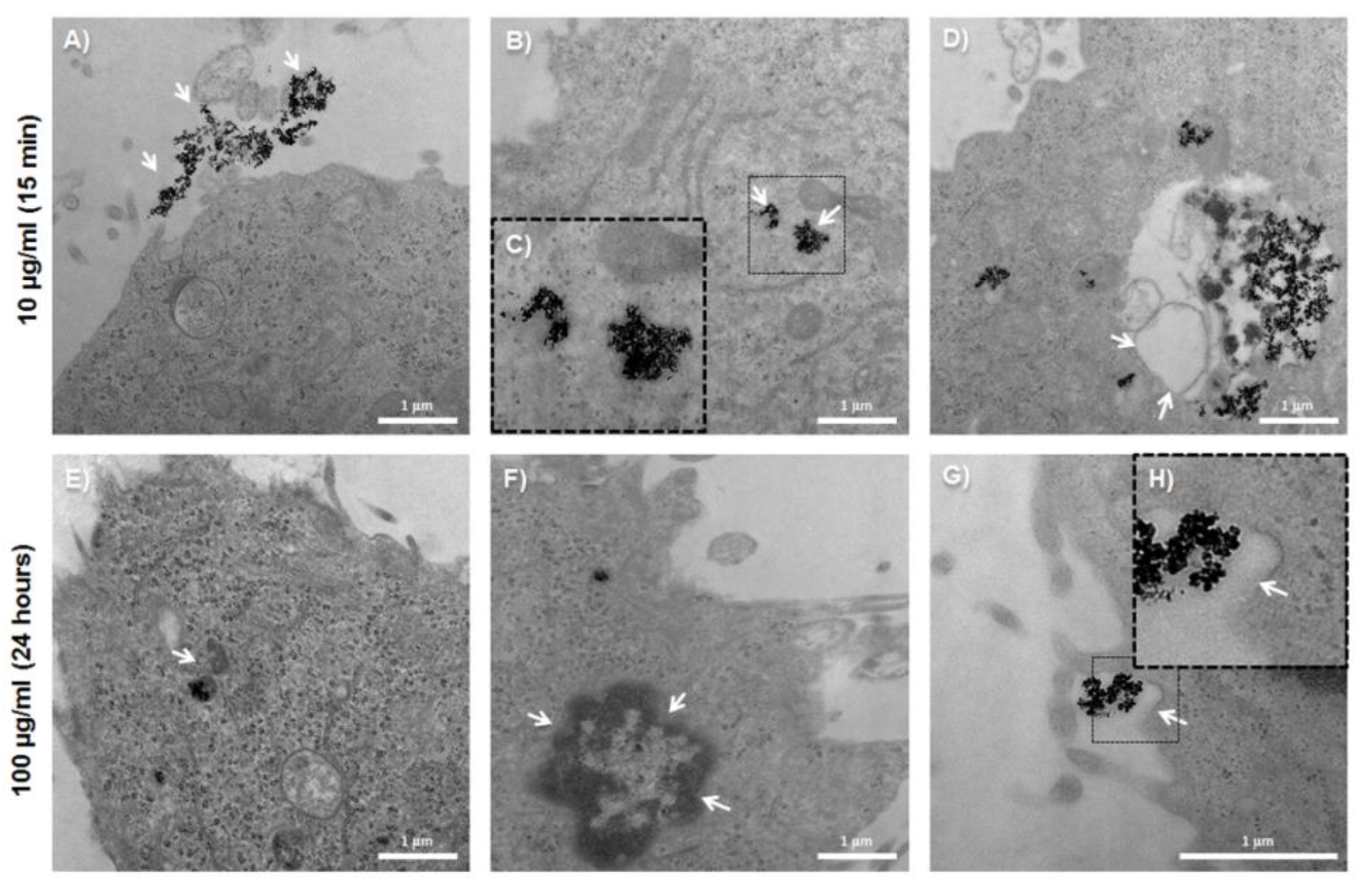 Pharmaceutics 11 00395 g006