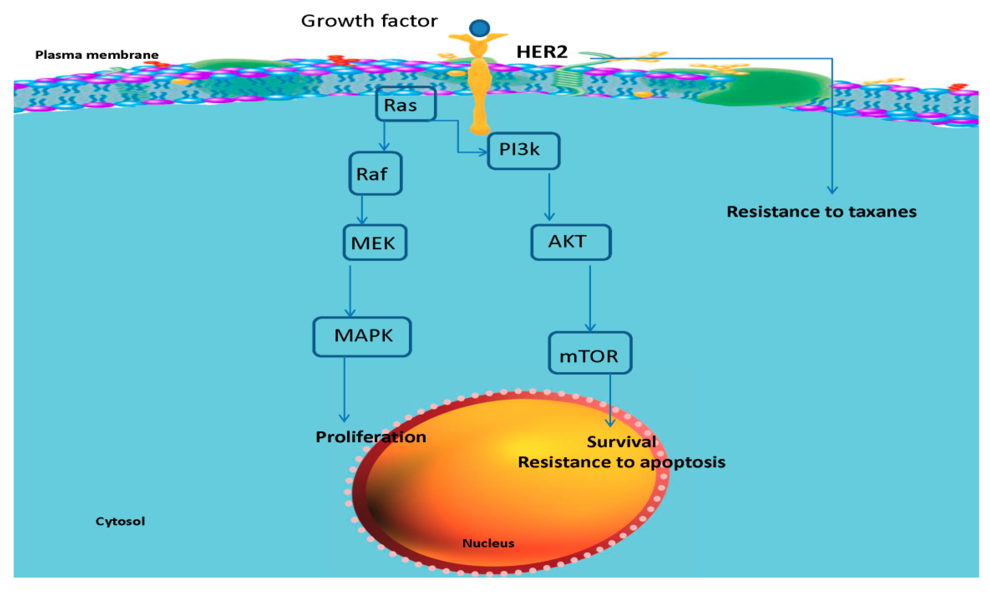 Pharmaceutics 11 00458 g008