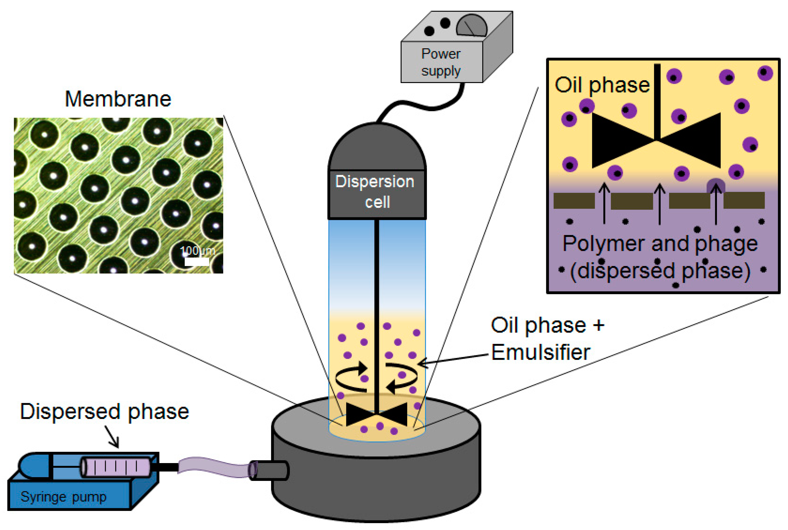 Pharmaceutics 11 00475 g001 Pharmaceutics 11 00475 g001