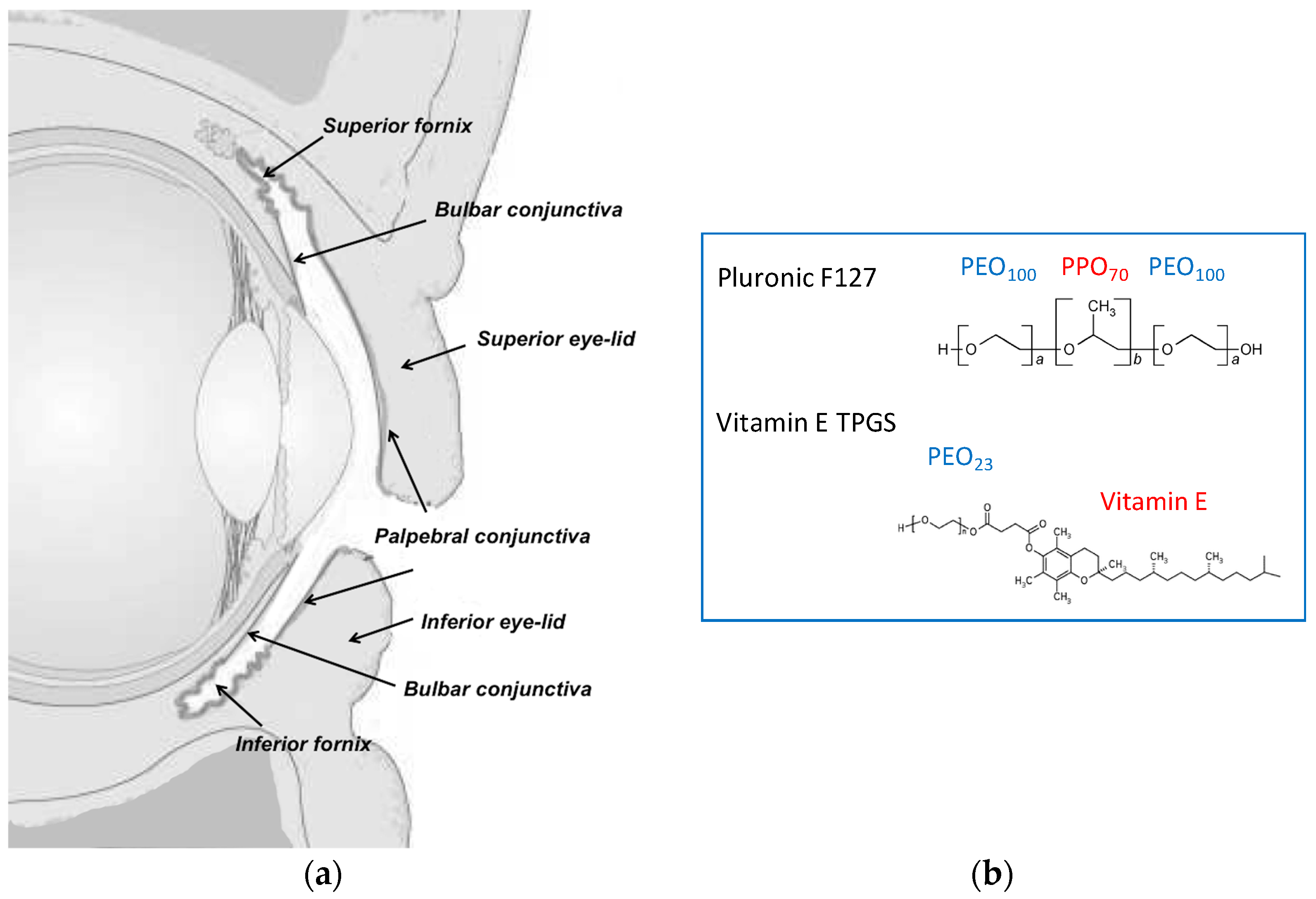 Pharmaceutics 11 00476 g001 Pharmaceutics 11 00476 g001