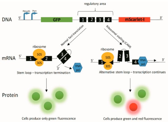 Pharmaceutics 11 00487 g0a1