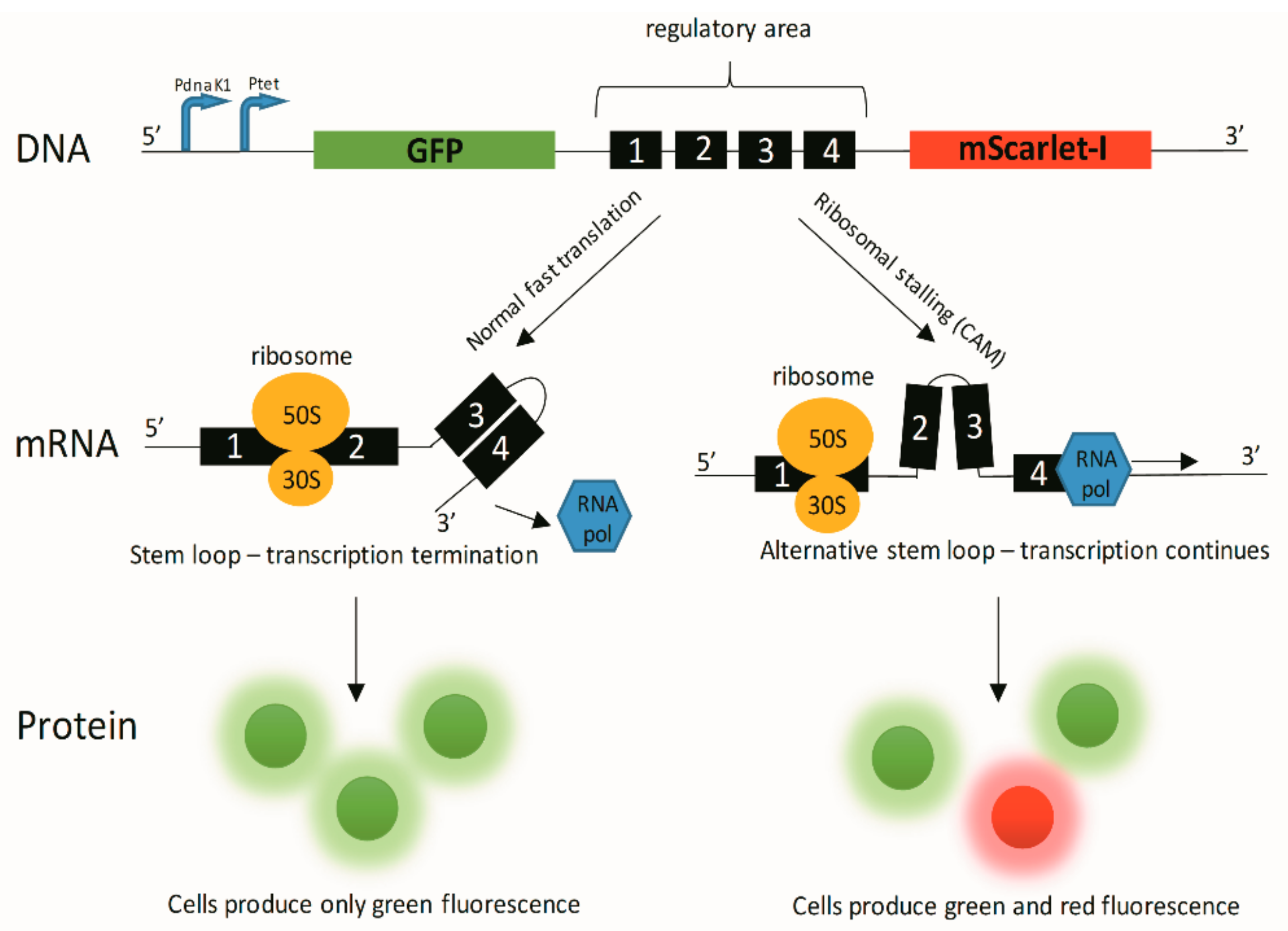 Pharmaceutics 11 00487 g0a1