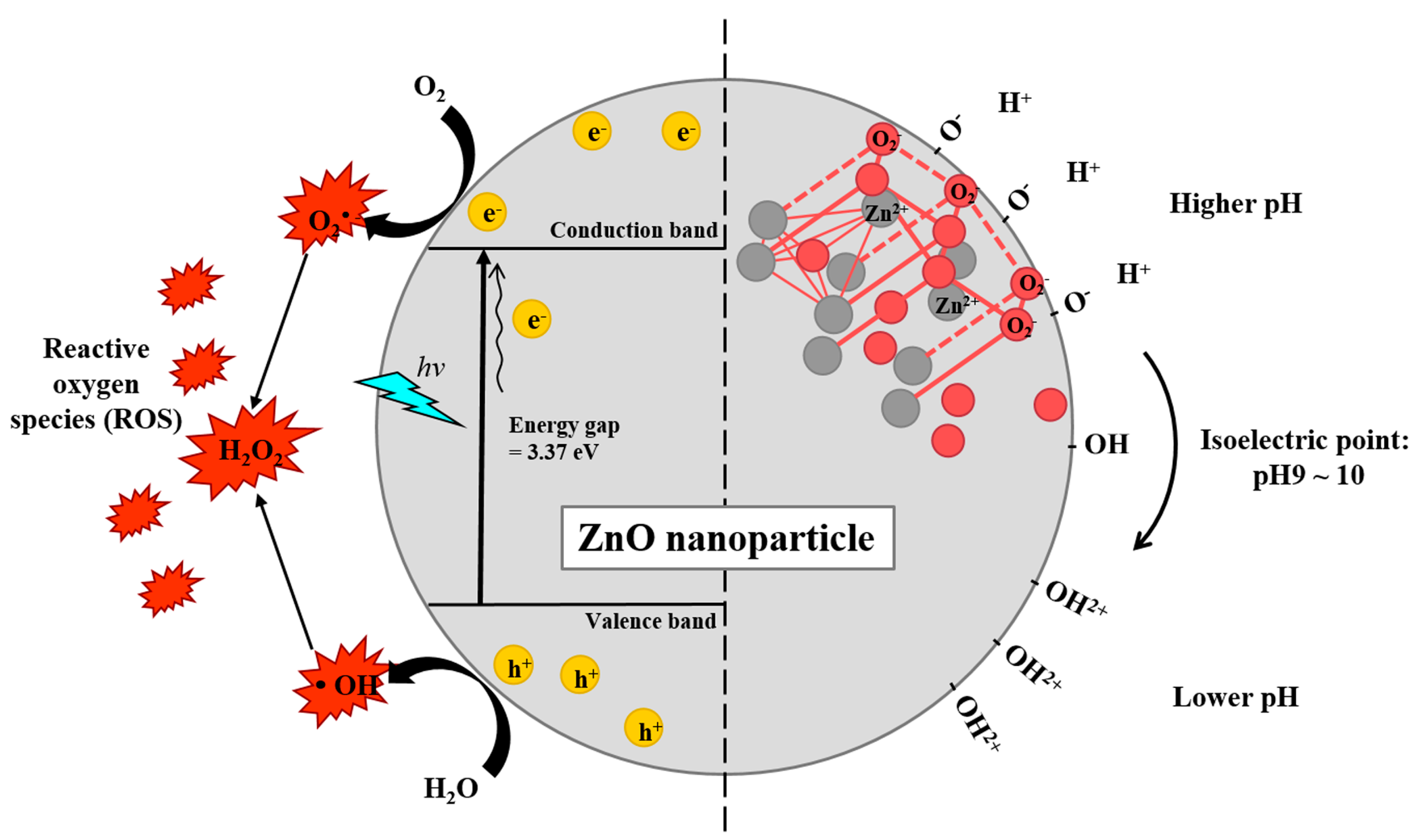 Pharmaceutics 11 00493 g002 Pharmaceutics 11 00493 g002