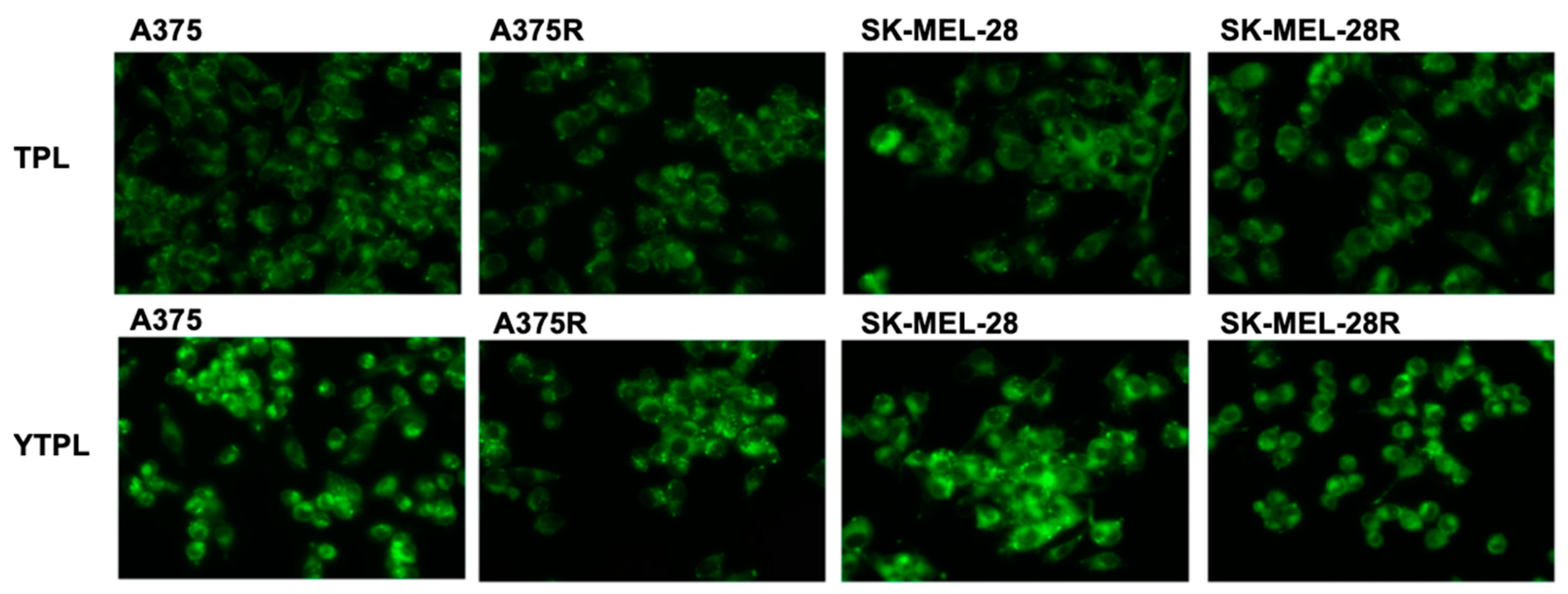 Pharmaceutics 11 00504 g006