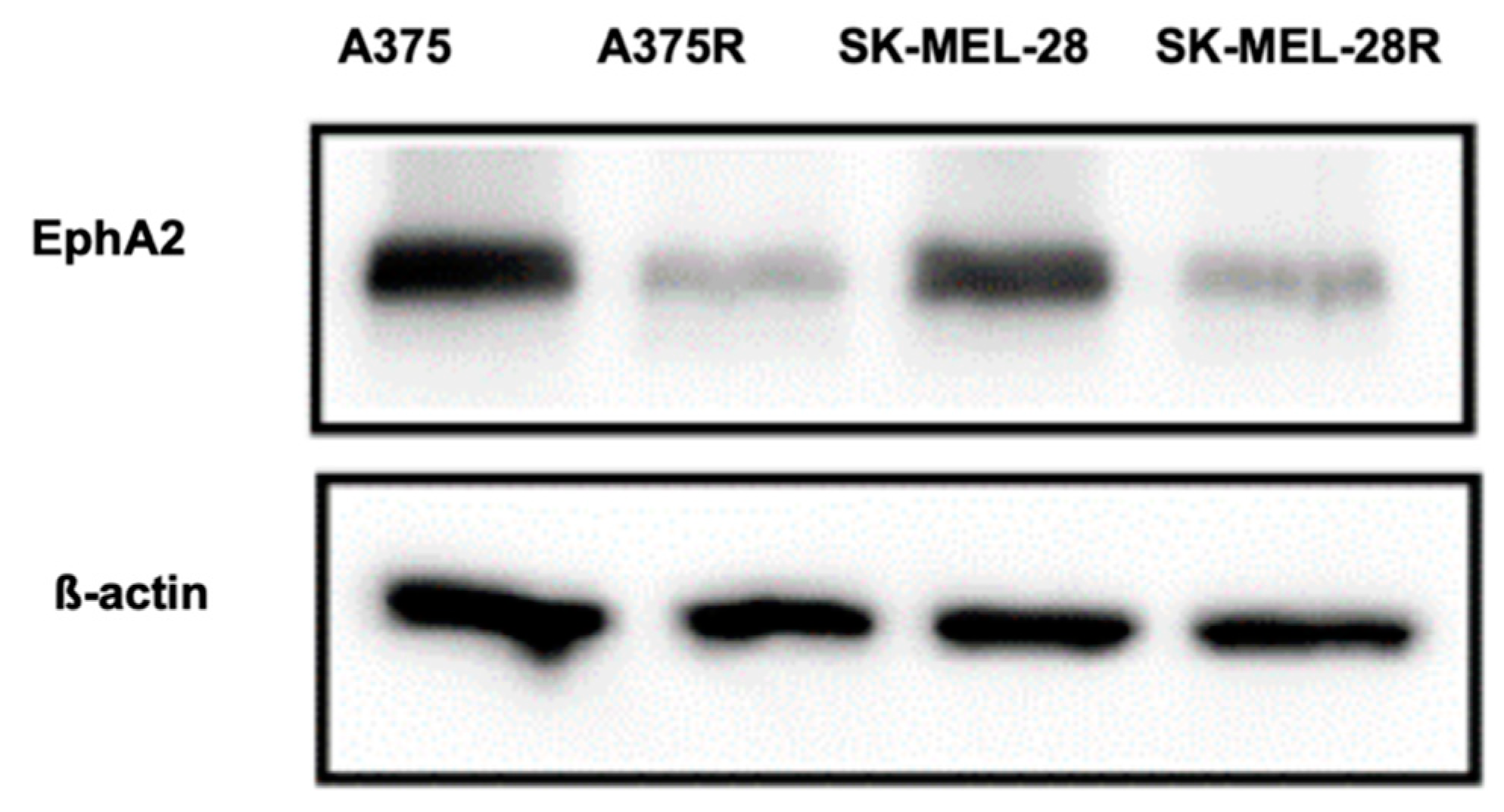 Pharmaceutics 11 00504 g008