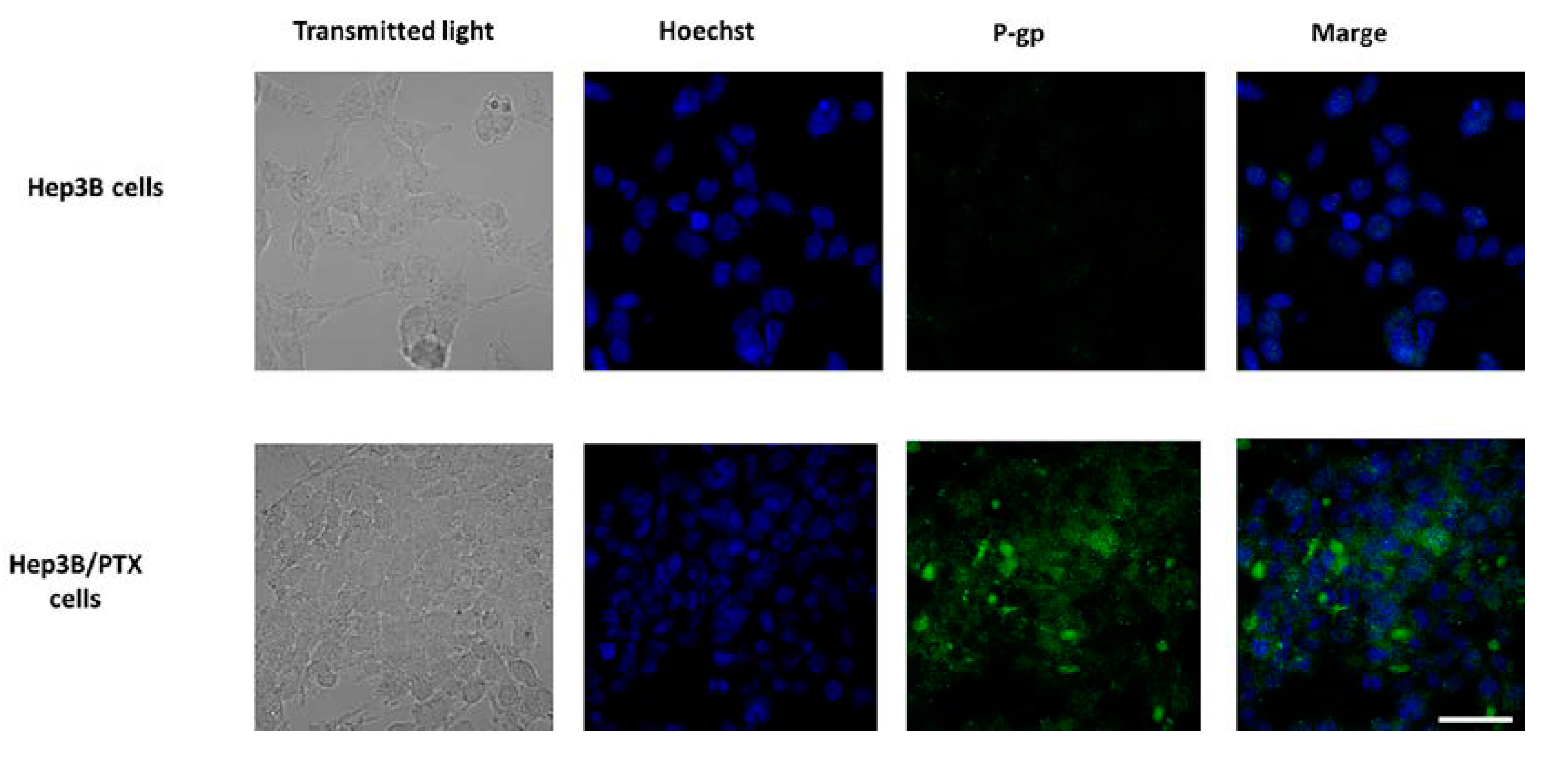 Pharmaceutics 11 00512 g003 Pharmaceutics 11 00512 g003