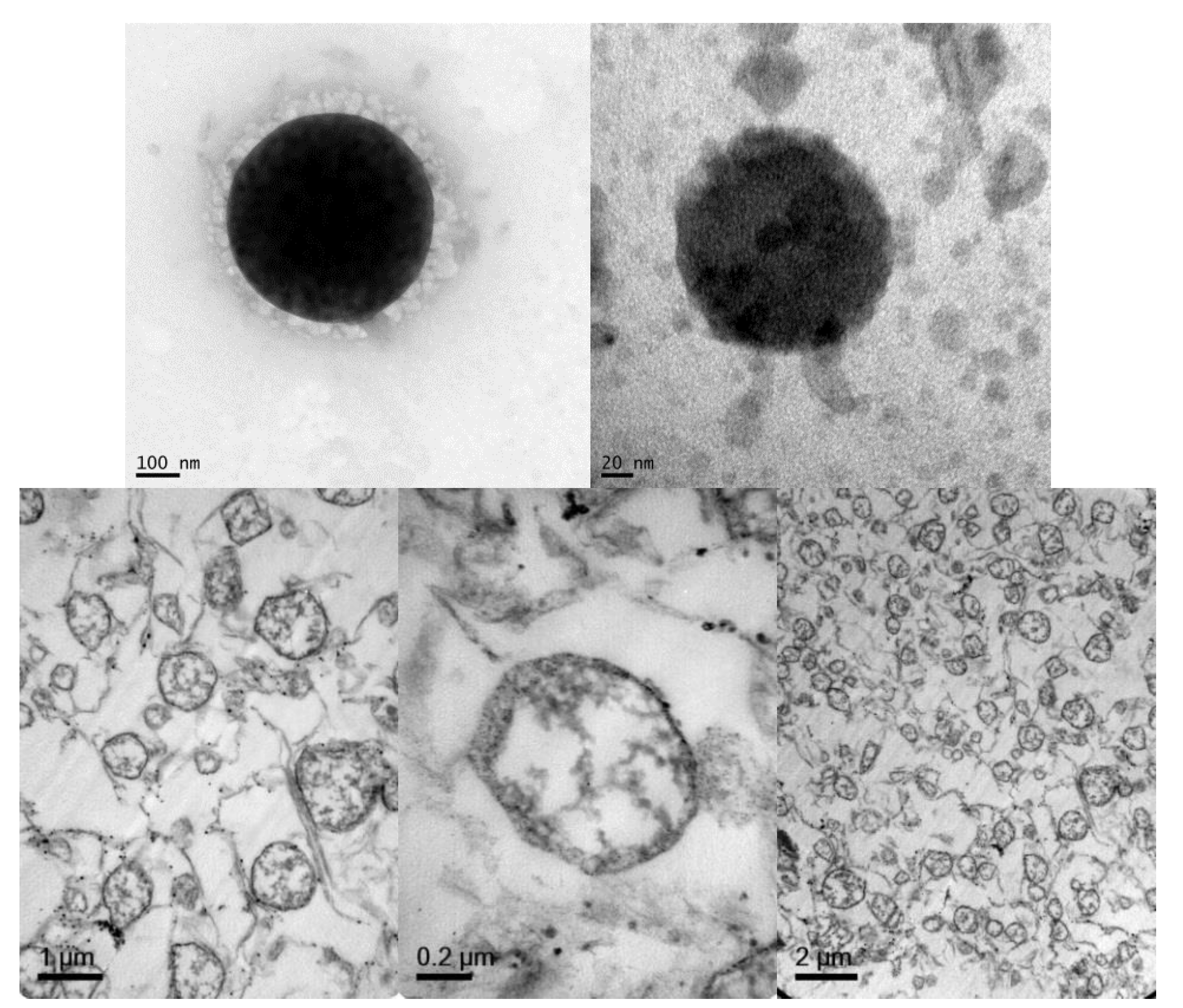 Pharmaceutics 11 00522 g002 Pharmaceutics 11 00522 g002