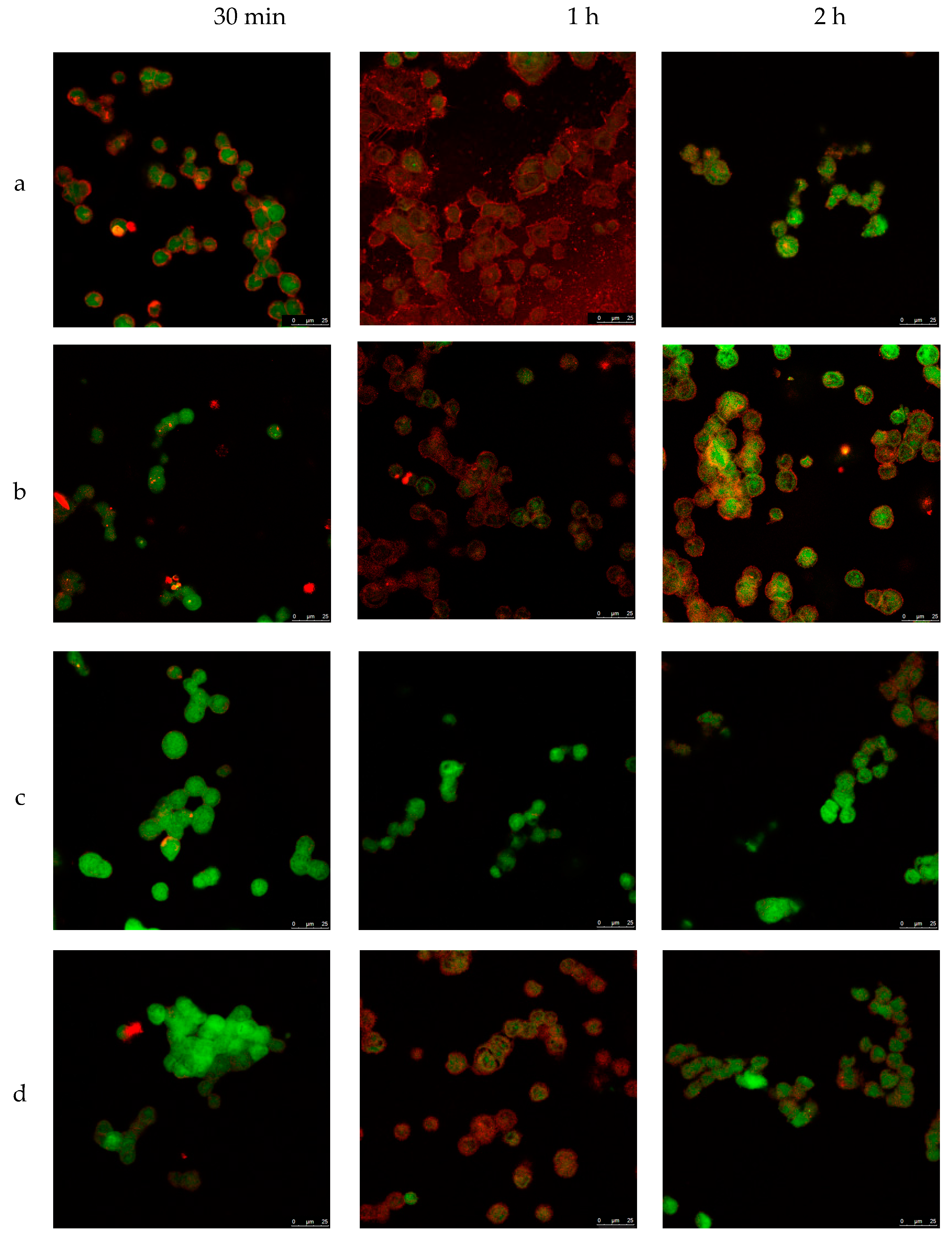 Pharmaceutics 11 00522 g005 Pharmaceutics 11 00522 g005