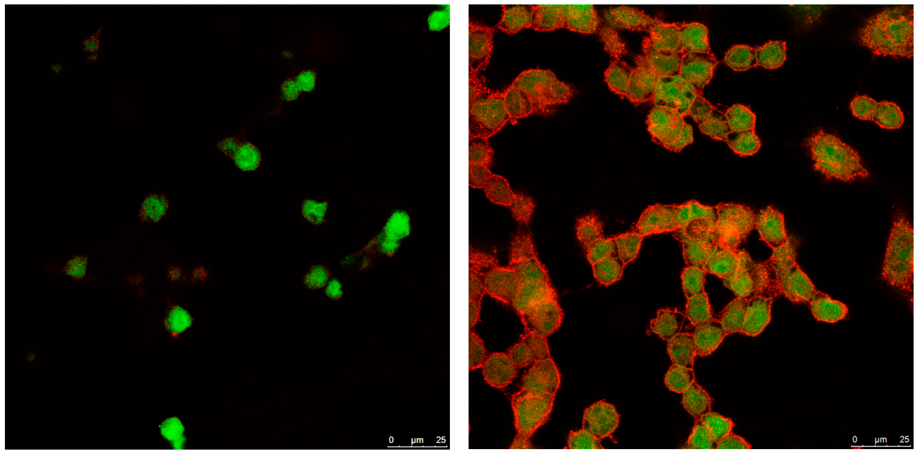 Pharmaceutics 11 00522 g006 Pharmaceutics 11 00522 g006