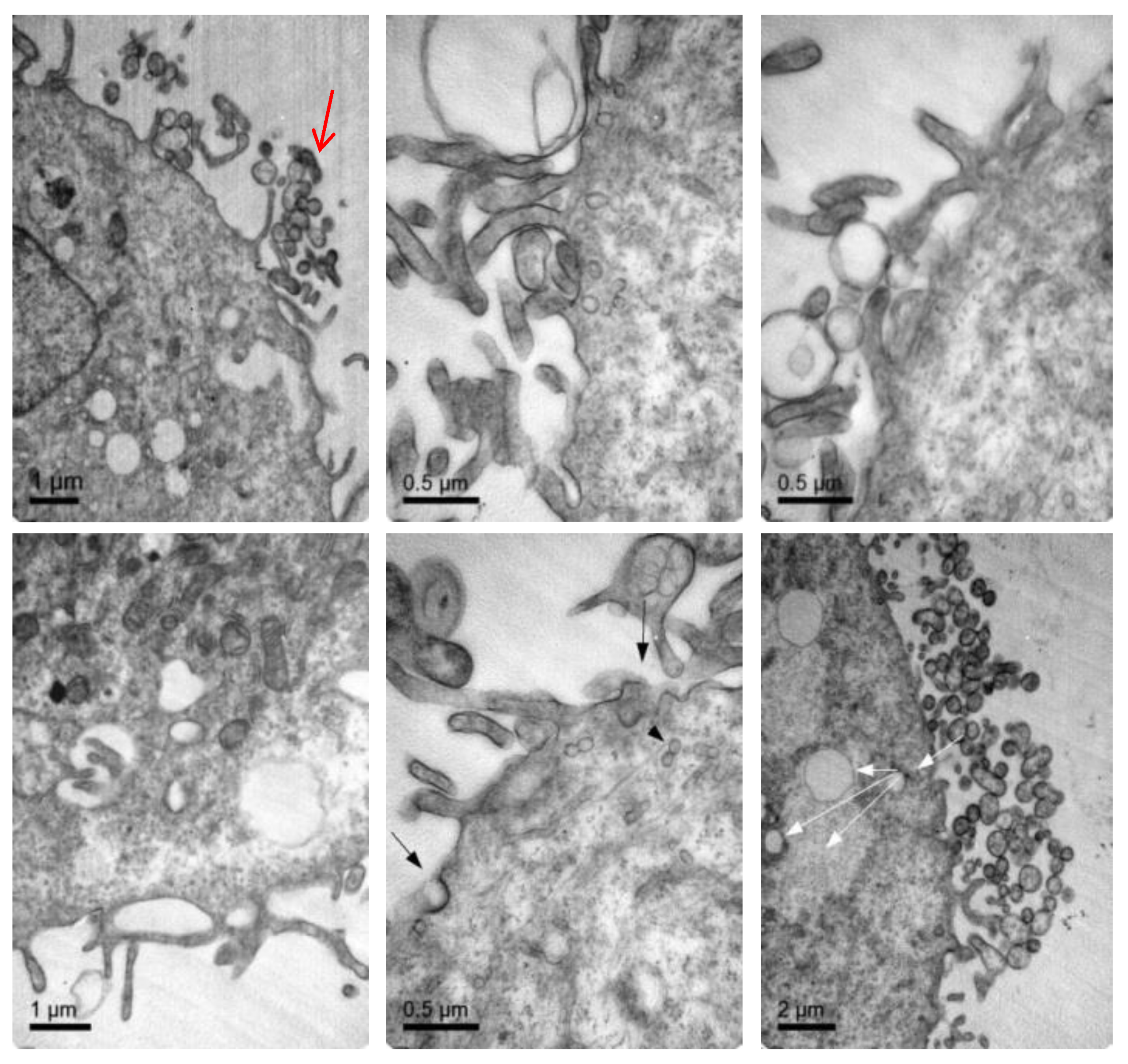 Pharmaceutics 11 00522 g007 Pharmaceutics 11 00522 g007