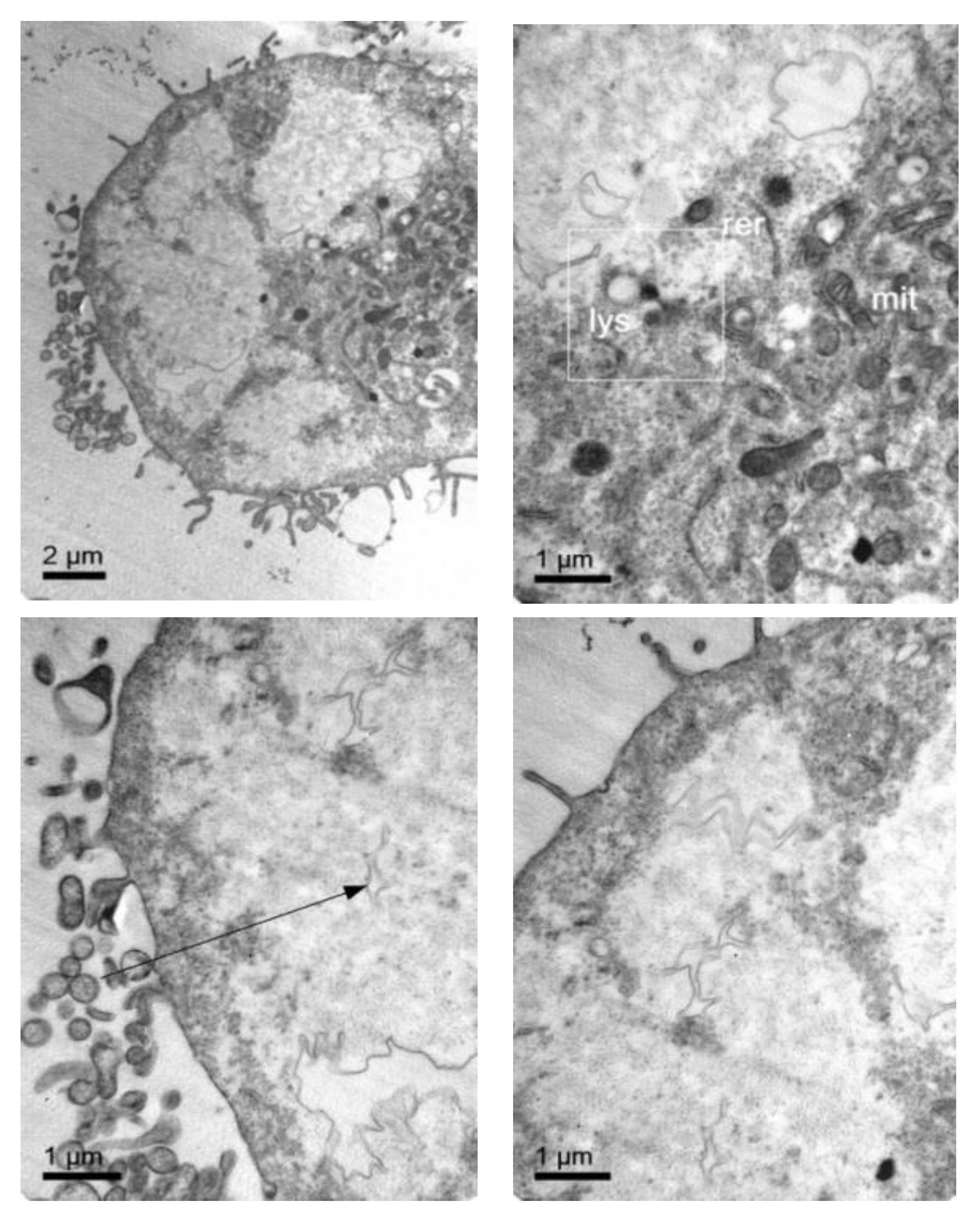 Pharmaceutics 11 00522 g008 Pharmaceutics 11 00522 g008