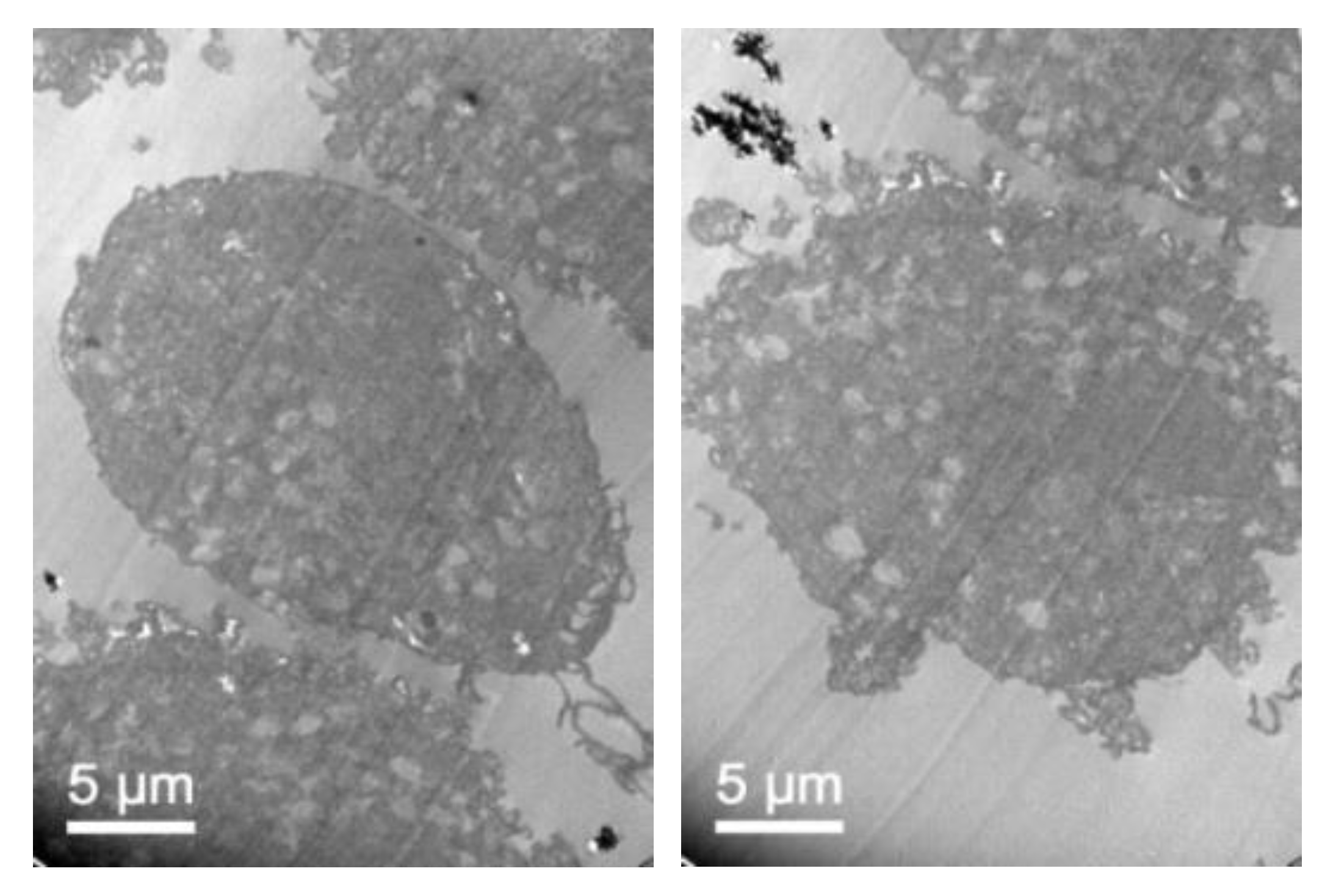 Pharmaceutics 11 00522 g011 Pharmaceutics 11 00522 g011