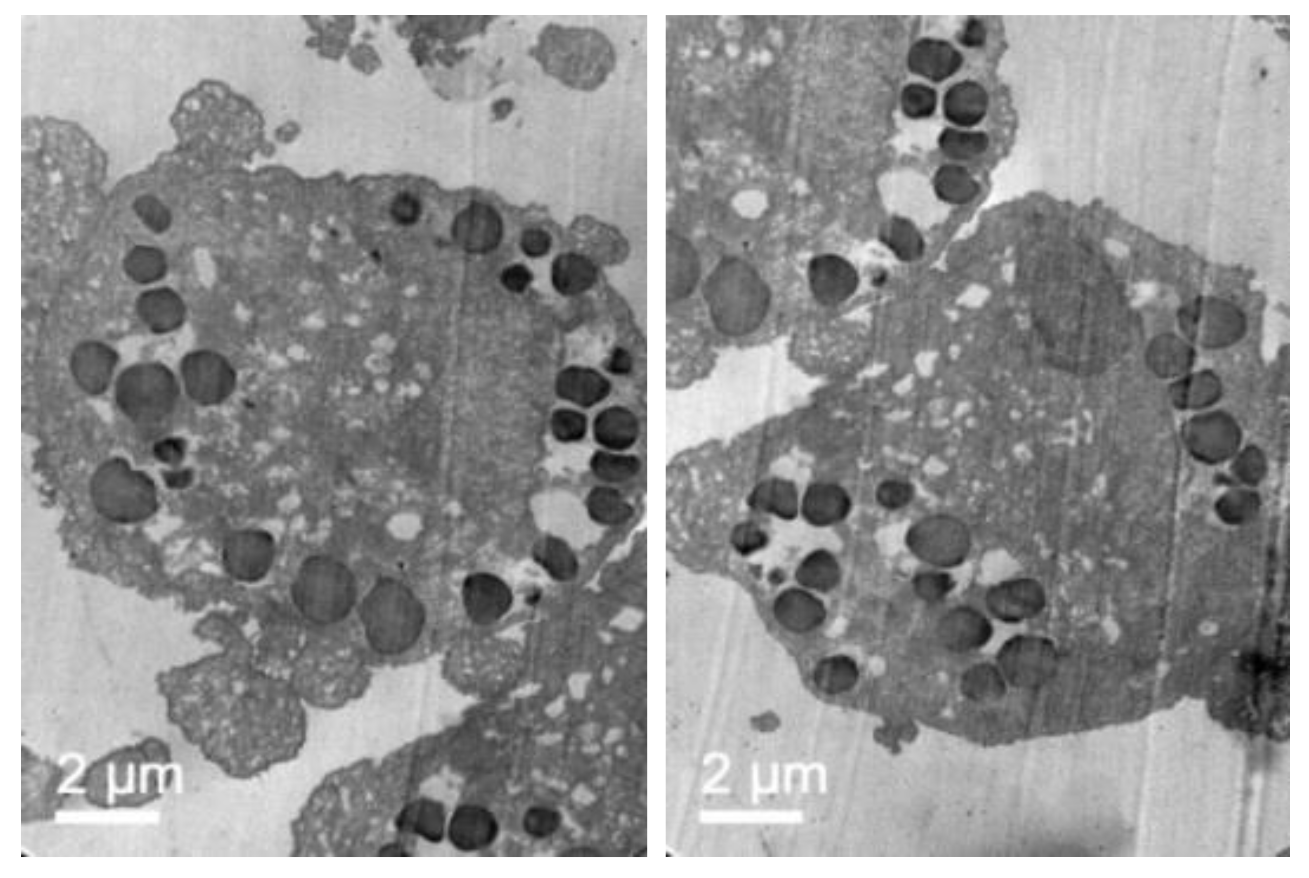 Pharmaceutics 11 00522 g012 Pharmaceutics 11 00522 g012