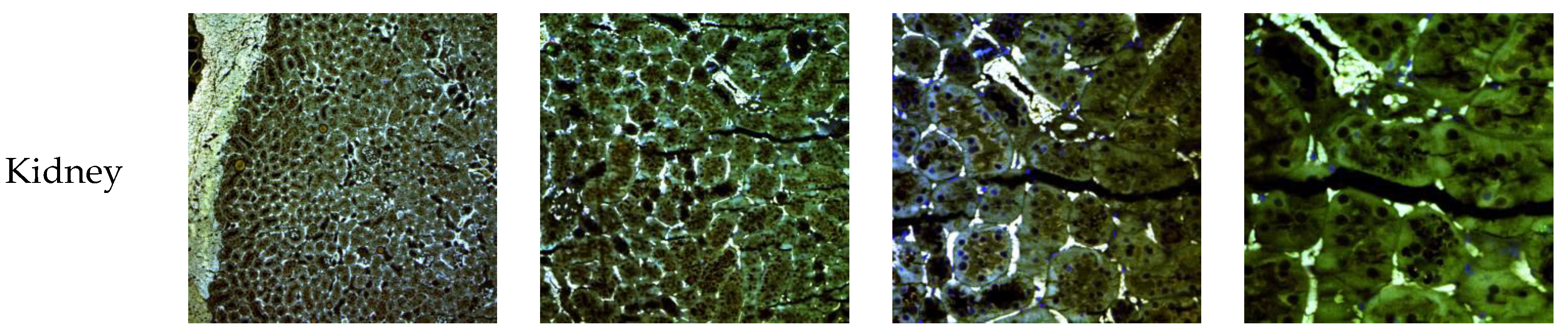 Pharmaceutics 11 00522 g015b Pharmaceutics 11 00522 g015b