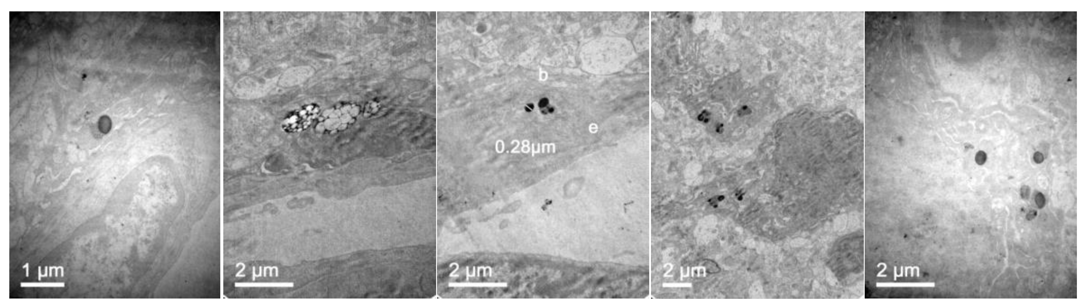 Pharmaceutics 11 00522 g016