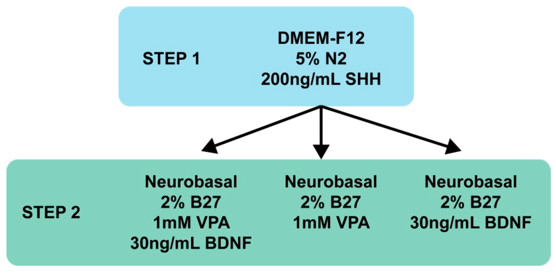Pharmaceutics 11 00526 g001
