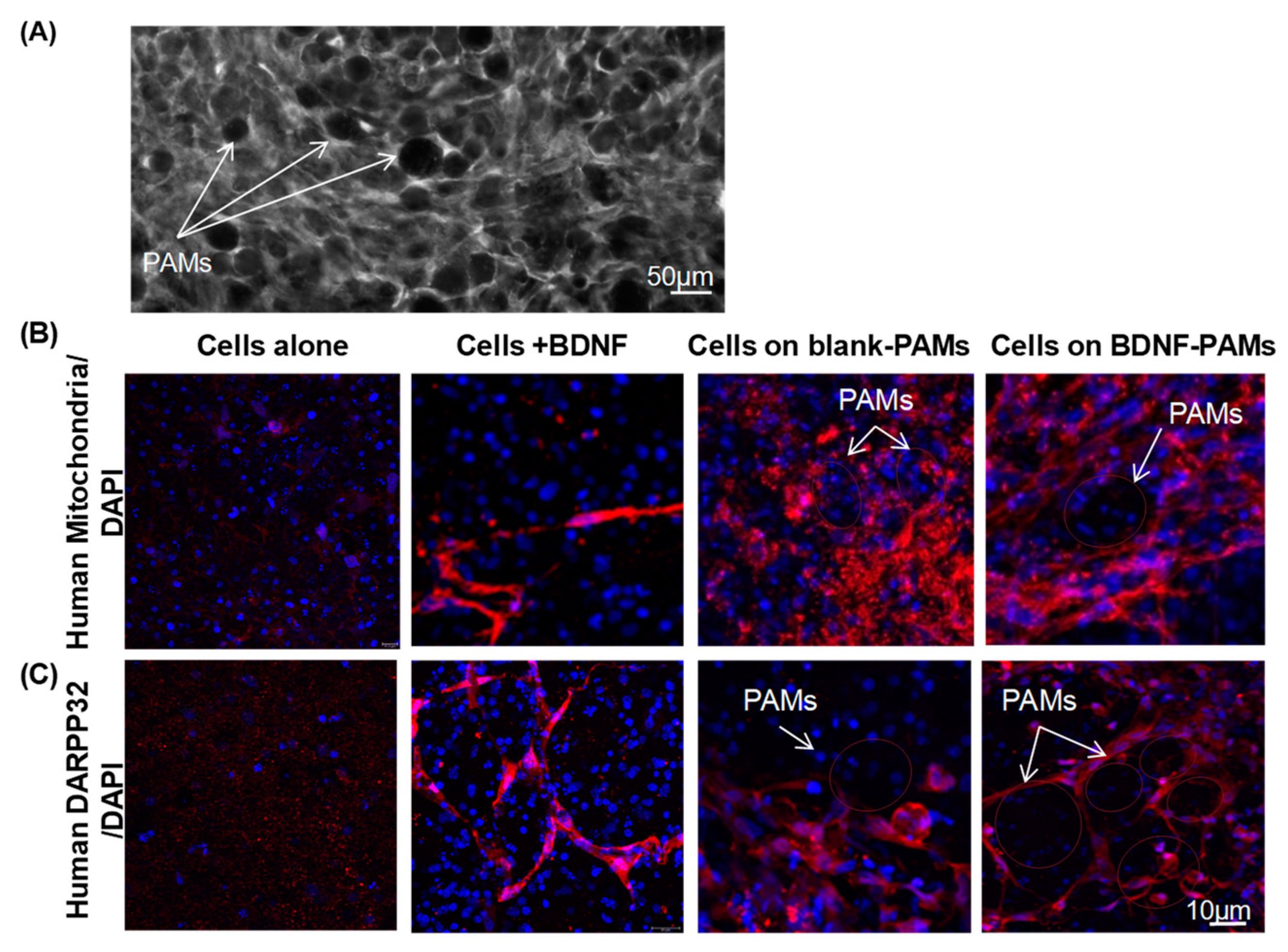 Pharmaceutics 11 00526 g007