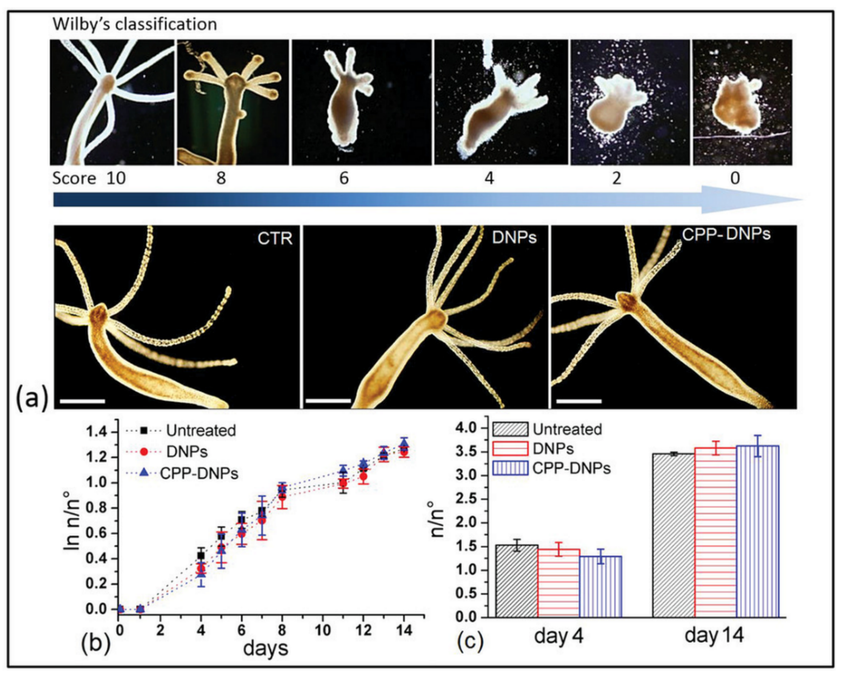 Pharmaceutics 11 00537 g002