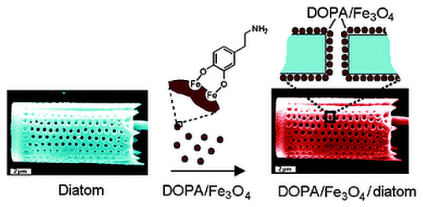 Pharmaceutics 11 00537 g011