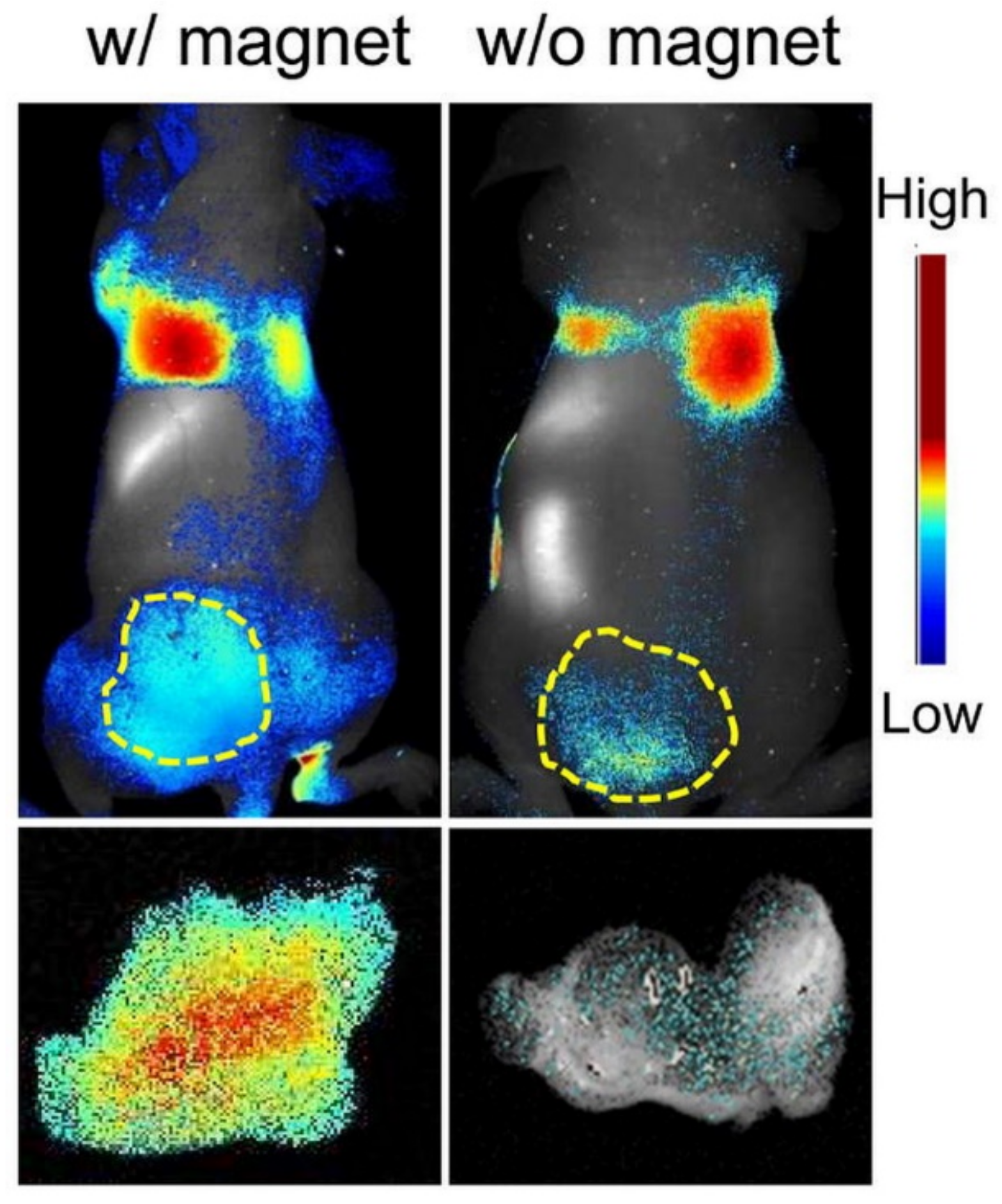 Pharmaceutics 11 00537 g012
