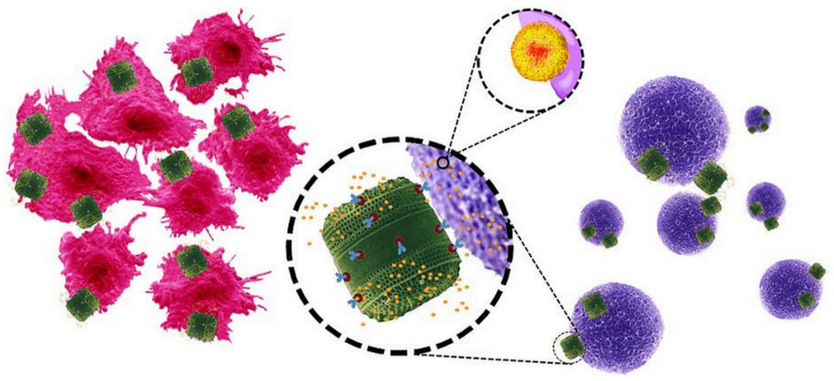 Pharmaceutics 11 00537 g013