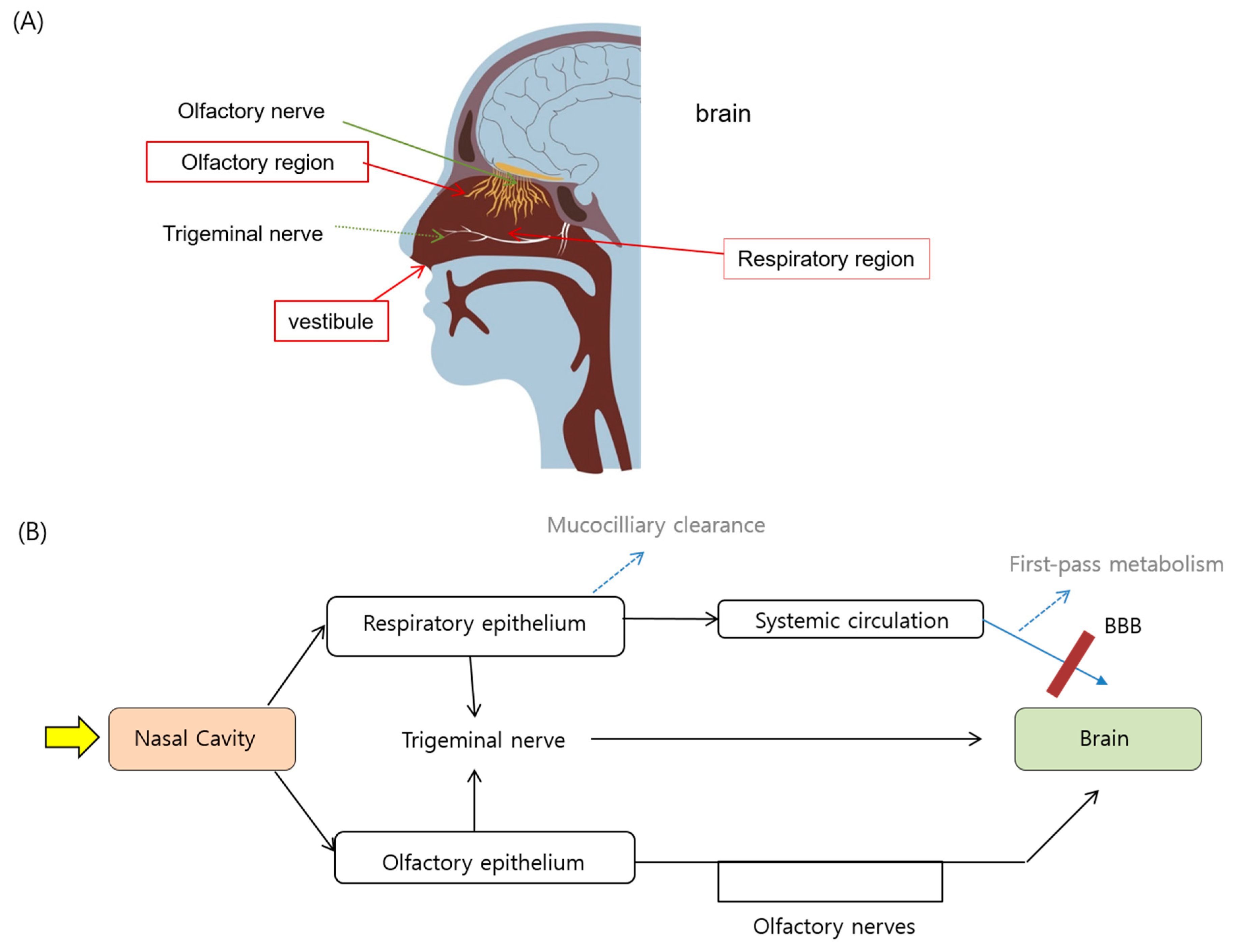 Pharmaceutics 11 00540 g001