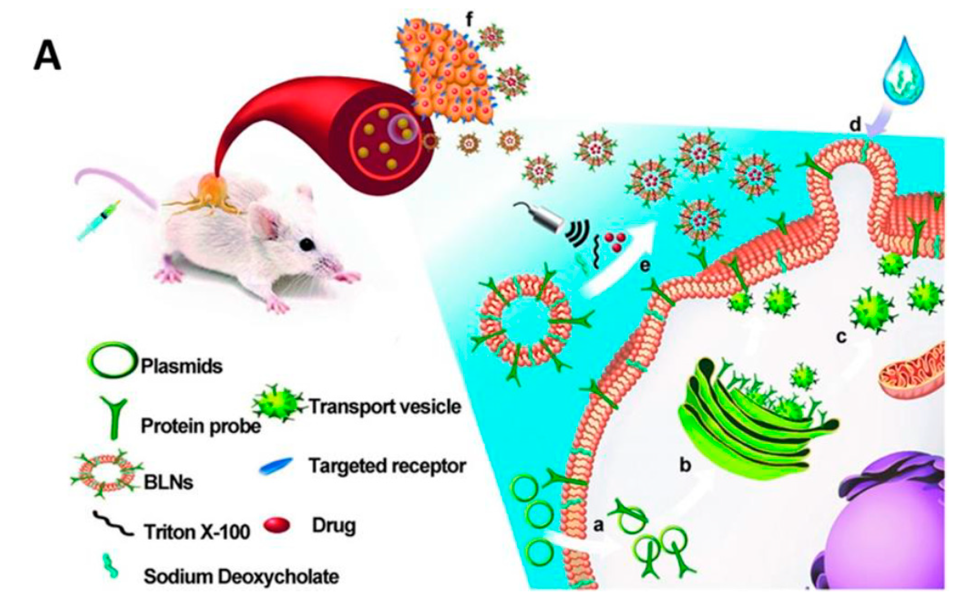 Pharmaceutics 11 00543 g001a