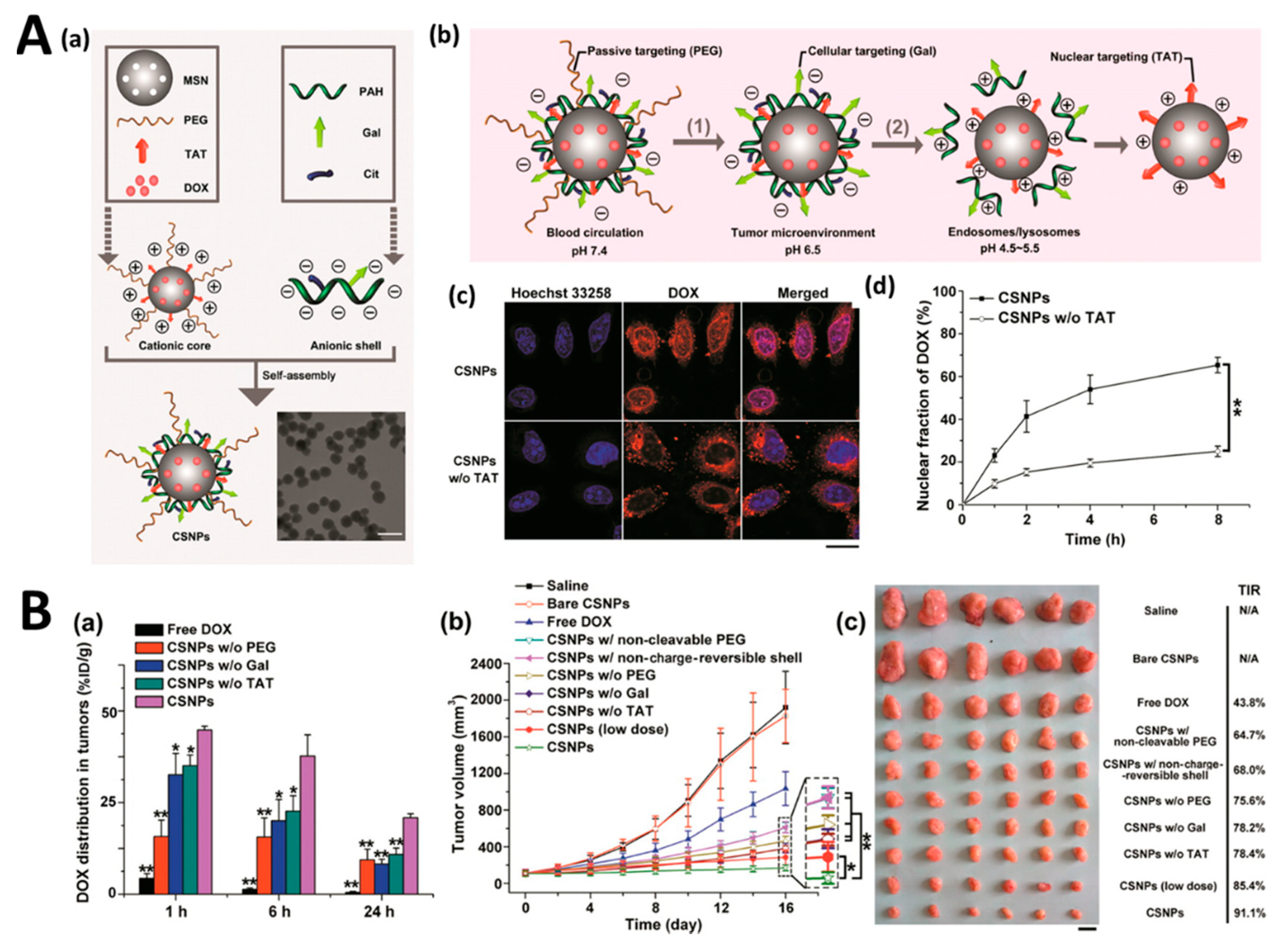 Pharmaceutics 11 00543 g004