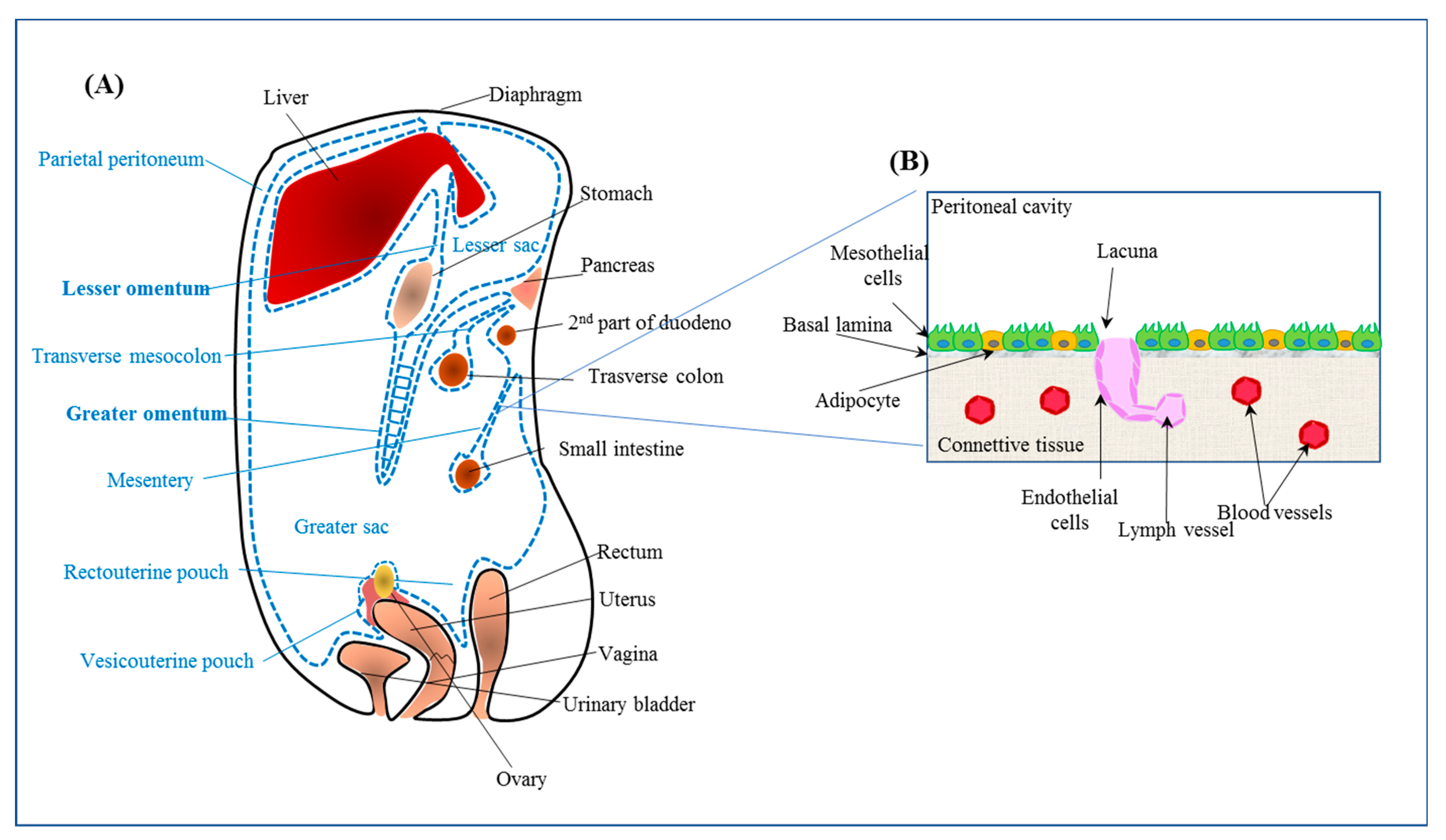 Pharmaceutics 11 00547 g002