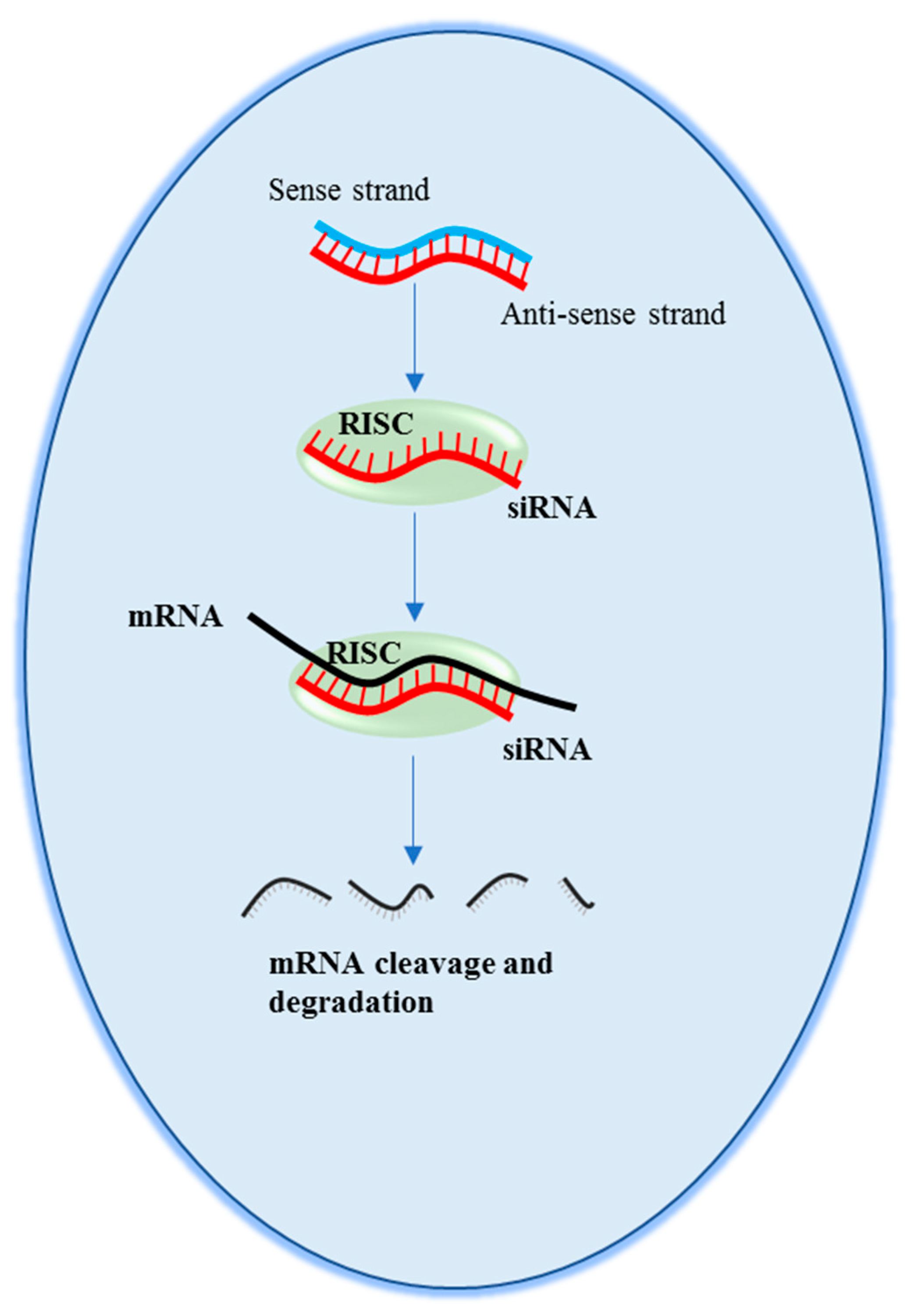 Pharmaceutics 11 00547 g003