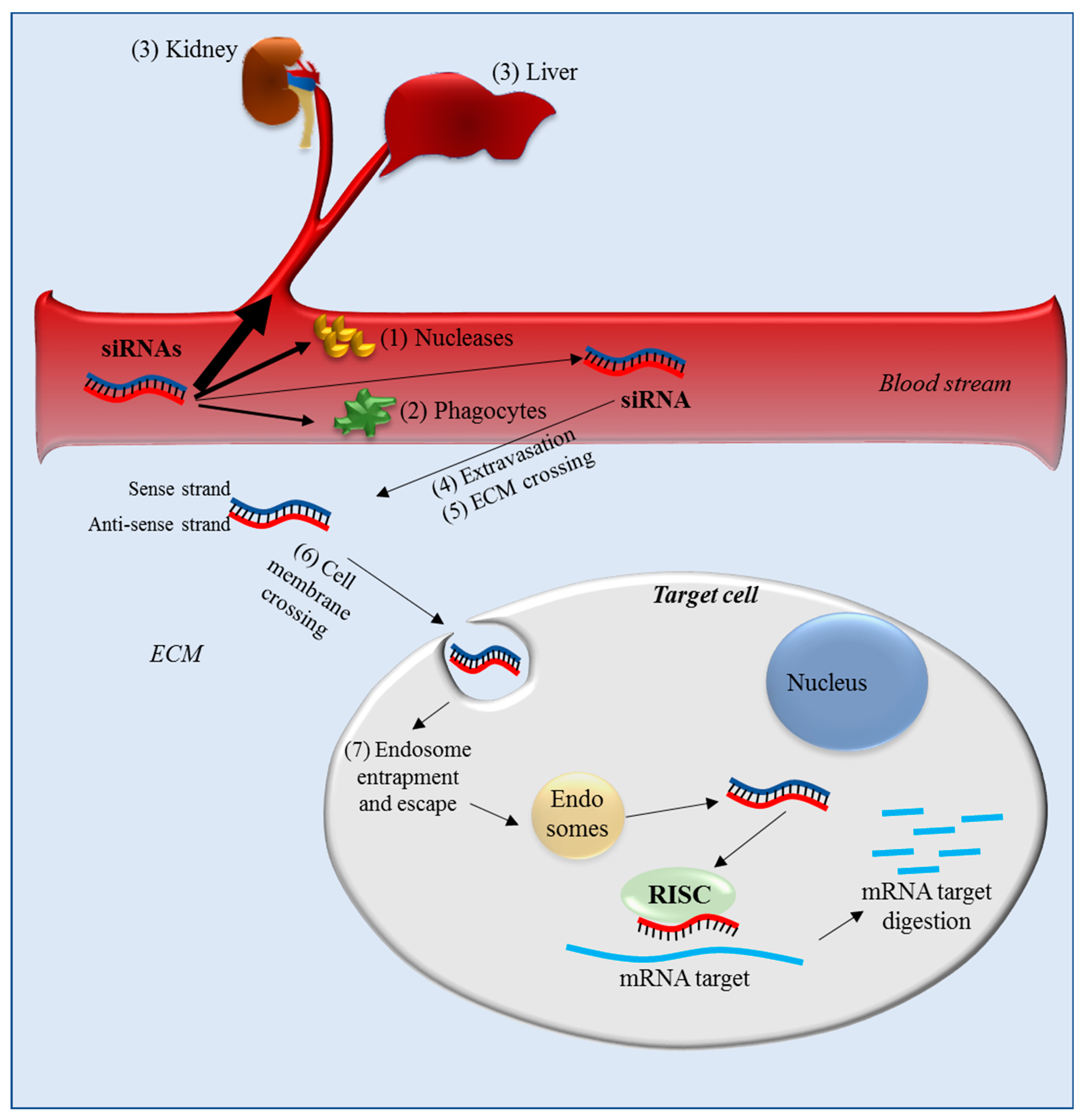 Pharmaceutics 11 00547 g004