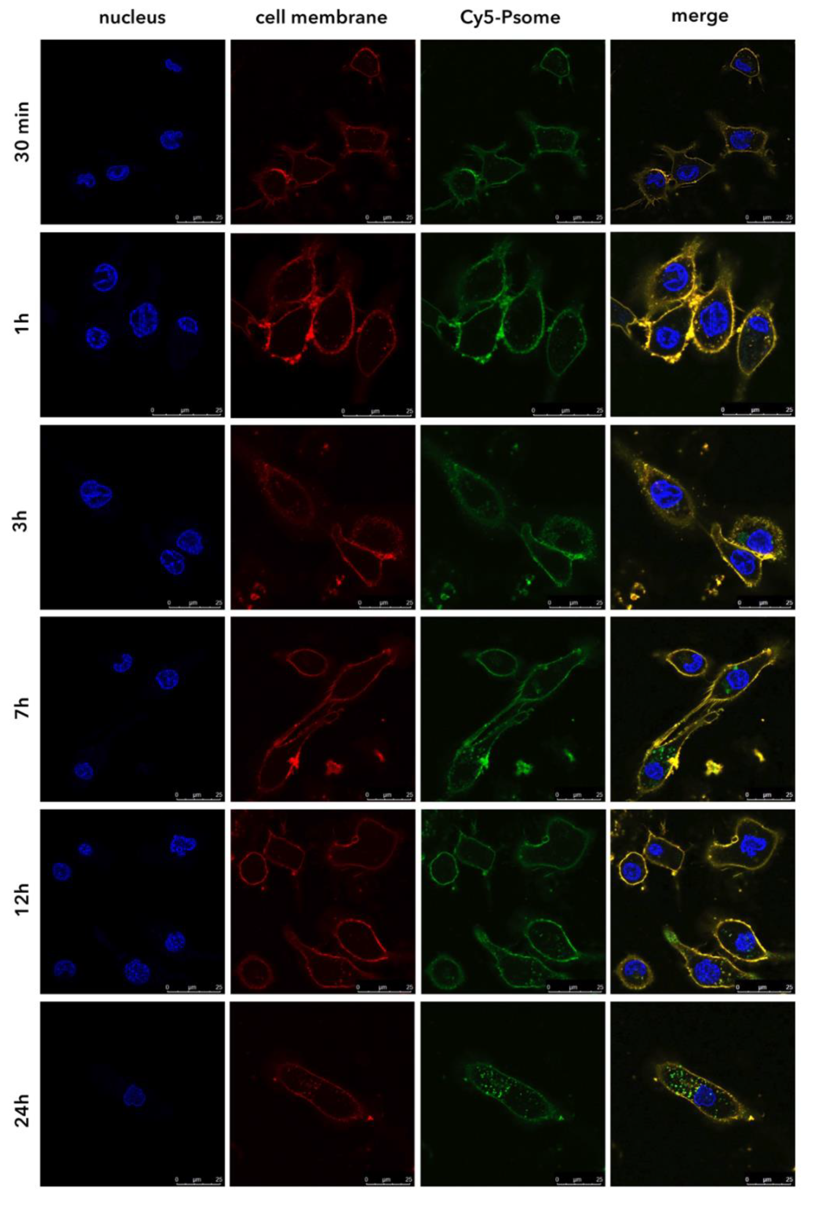 Pharmaceutics 11 00614 g002
