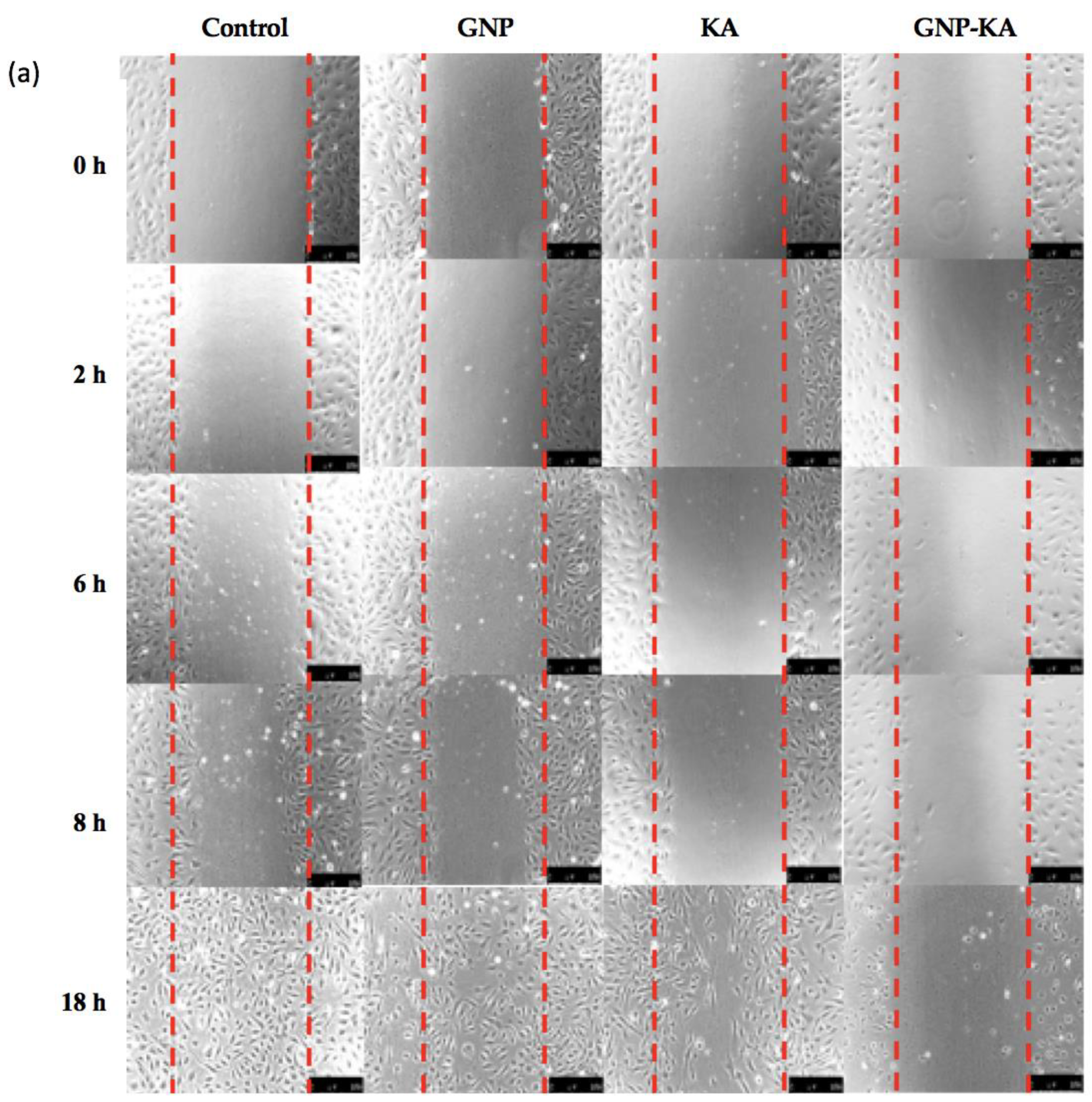 Pharmaceutics 11 00635 g004a