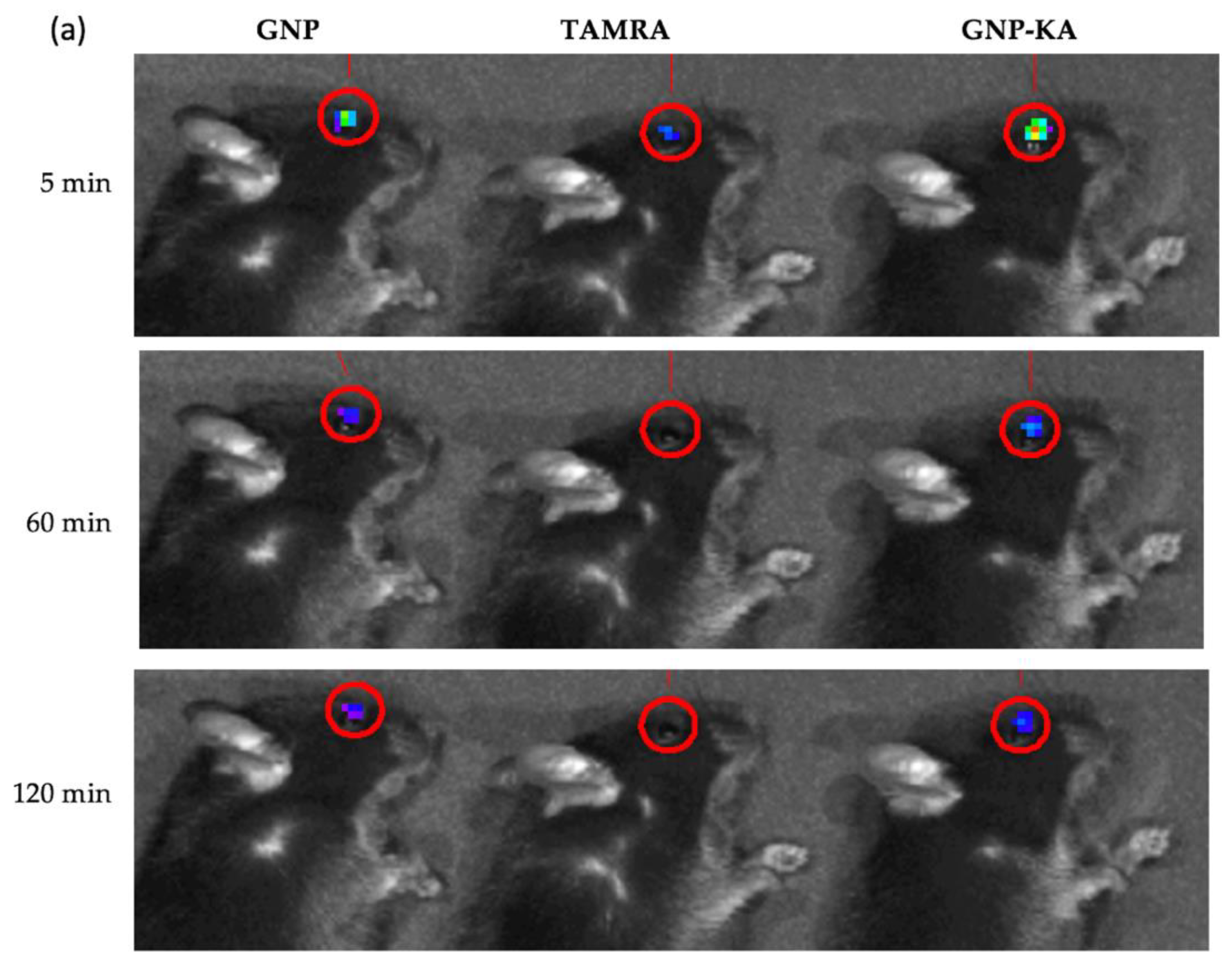 Pharmaceutics 11 00635 g005a
