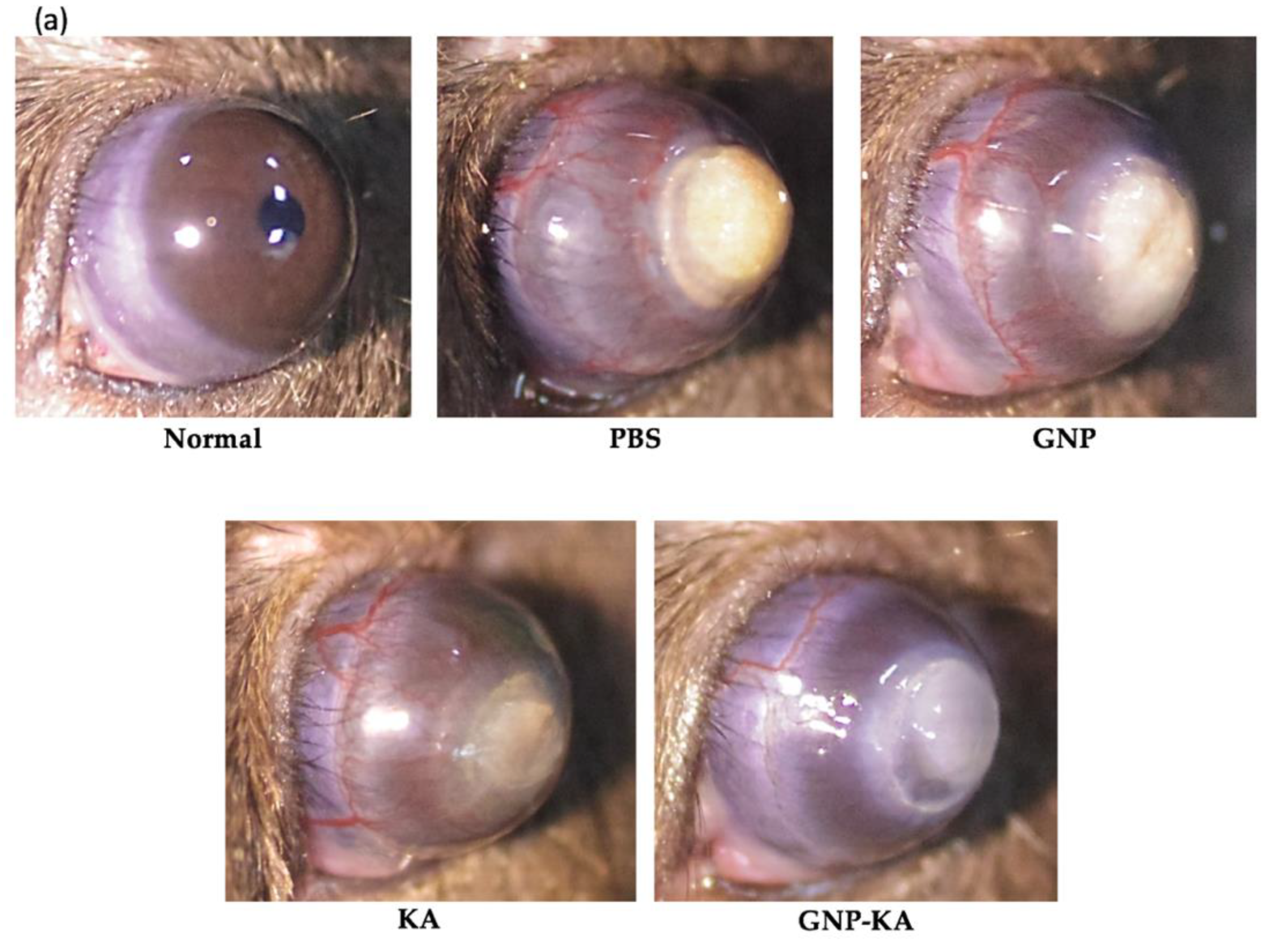 Pharmaceutics 11 00635 g006a