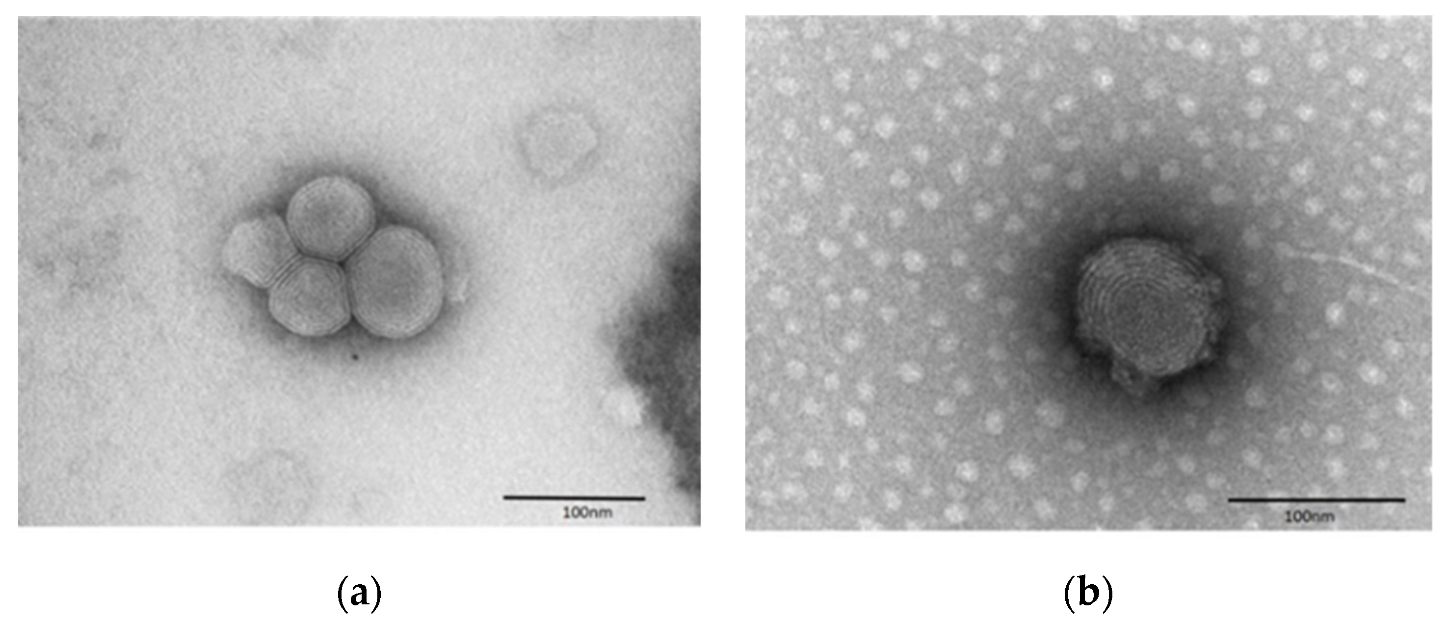 Pharmaceutics 11 00682 g003