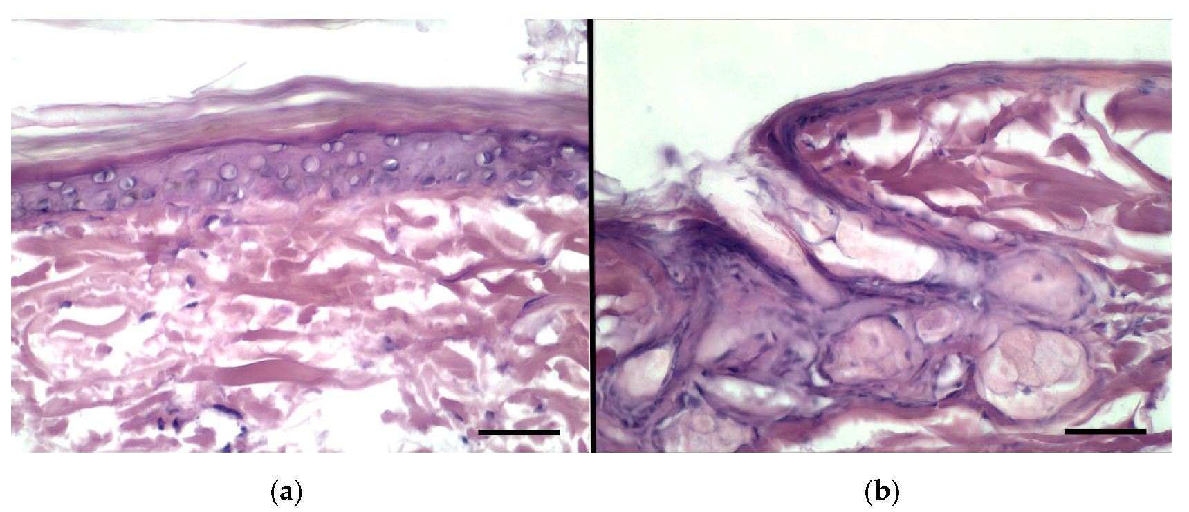 Pharmaceutics 11 00682 g008