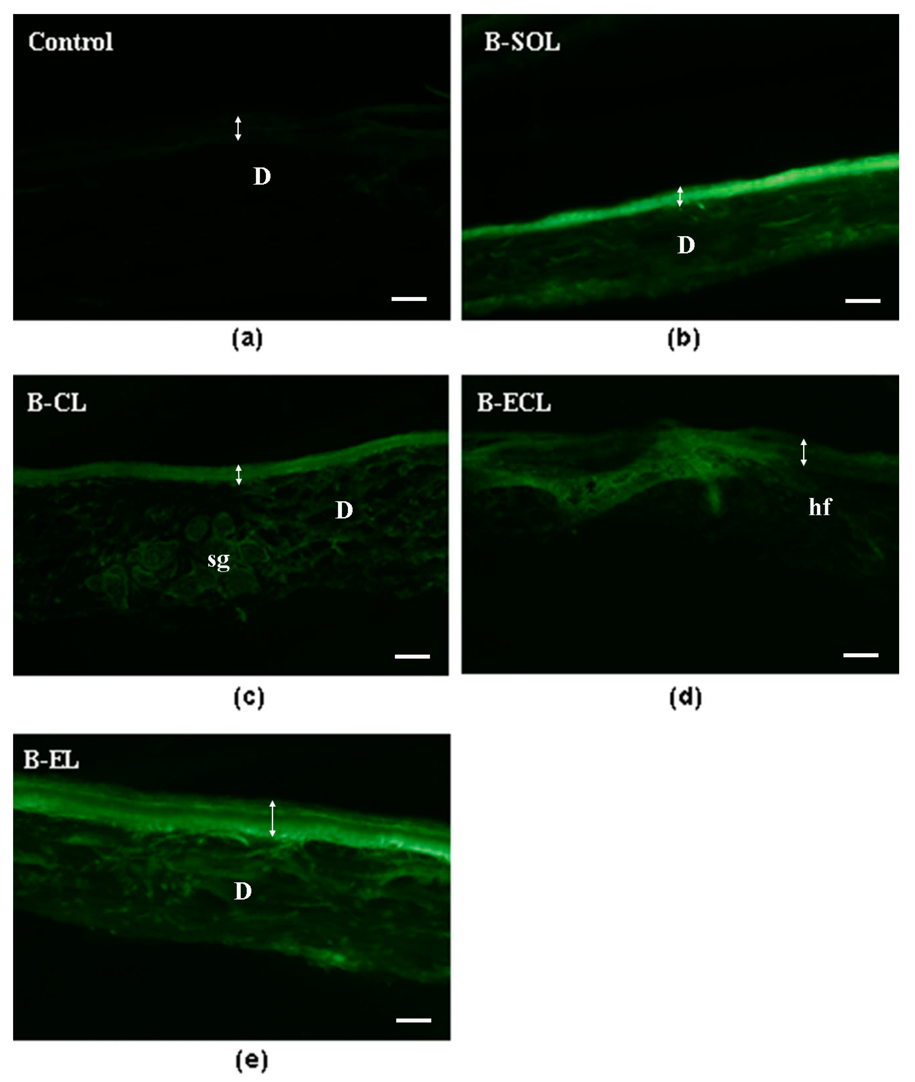 Pharmaceutics 11 00682 g009
