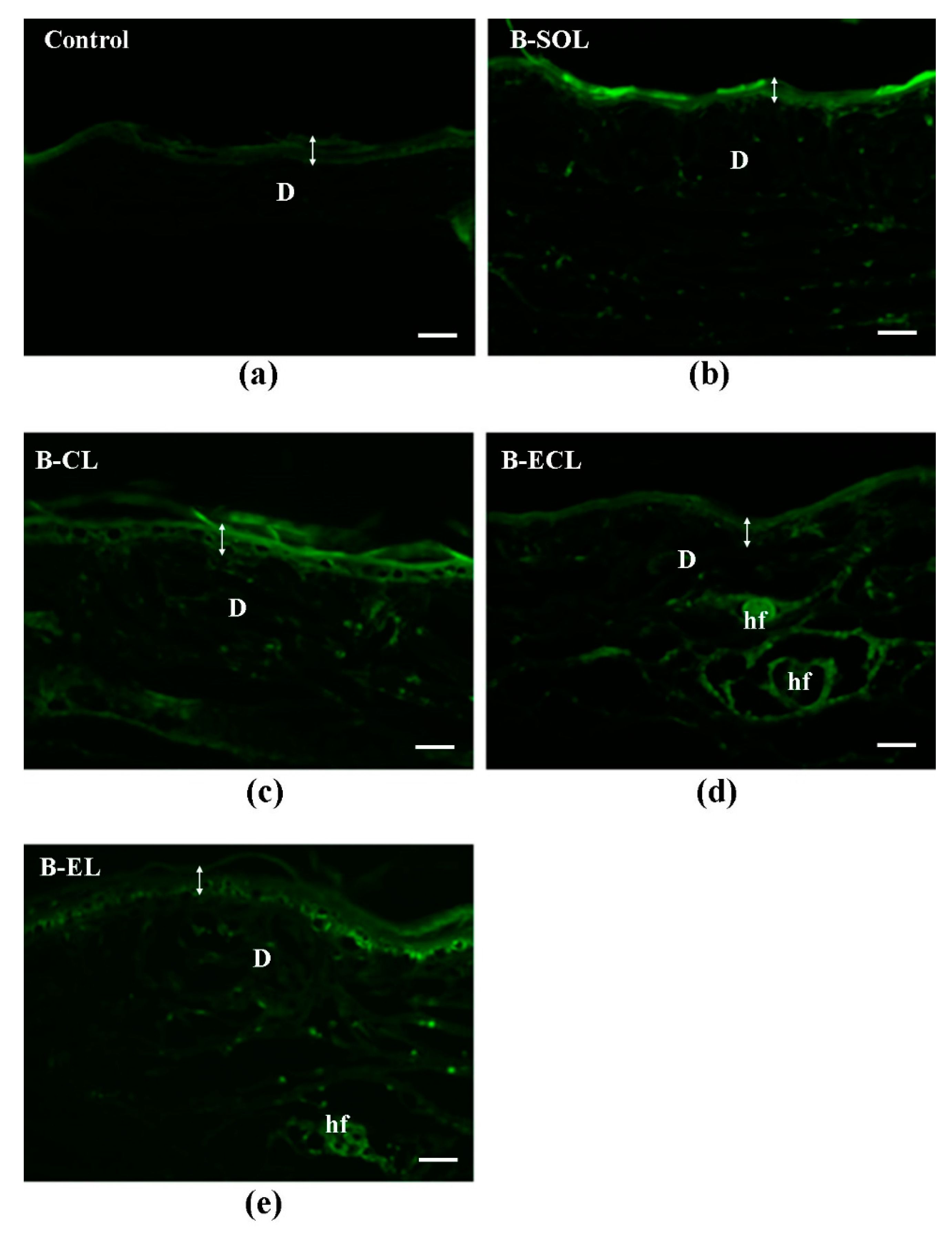 Pharmaceutics 11 00682 g010