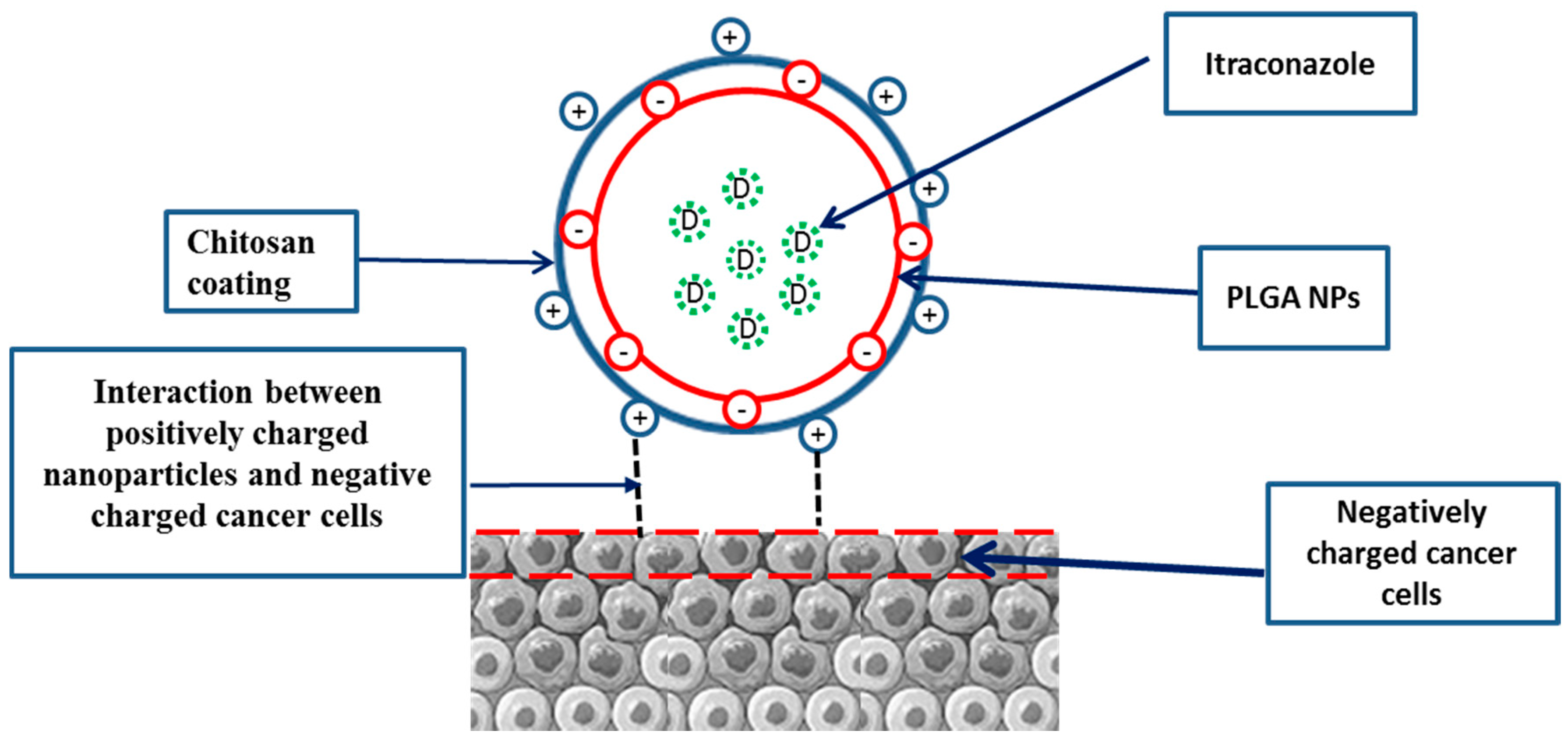 Pharmaceutics 11 00685 g002