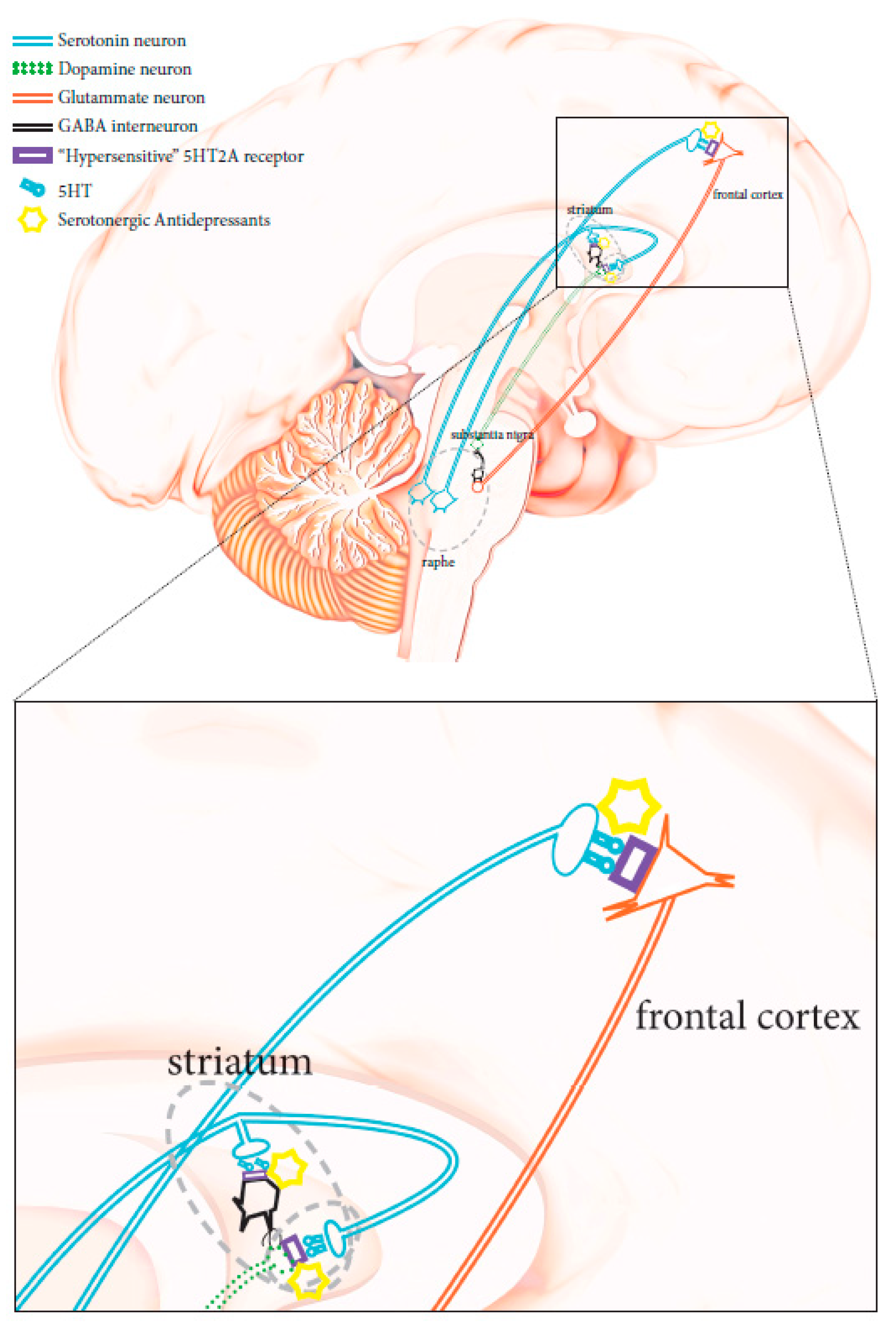 Pharmaceutics 12 00013 g001