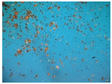 Pharmaceutics 12 00017 i003