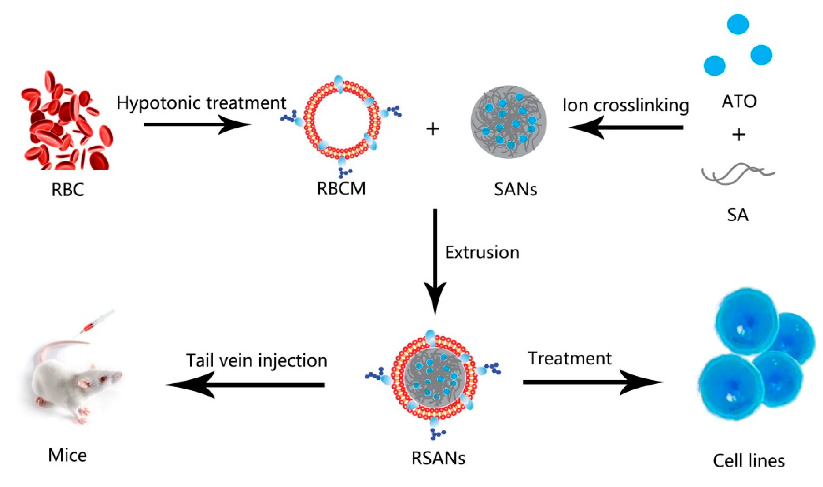 Pharmaceutics 12 00021 g001