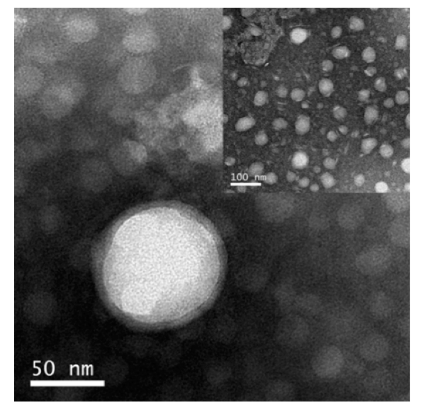 Pharmaceutics 12 00021 g003