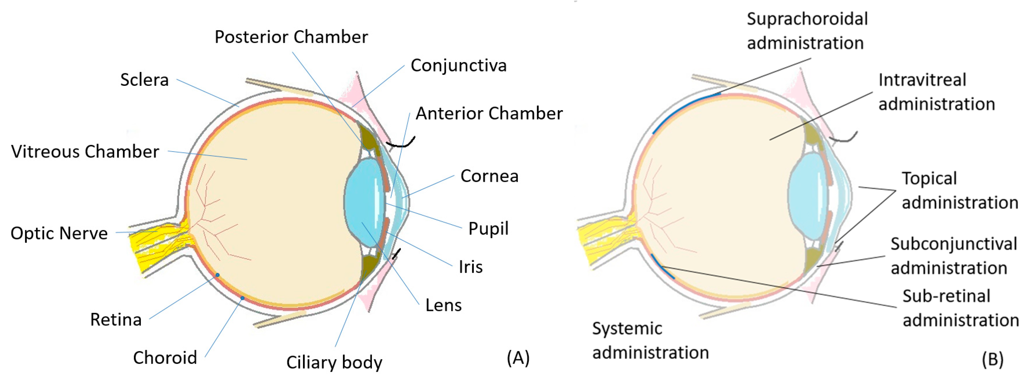 Pharmaceutics 12 00022 g001